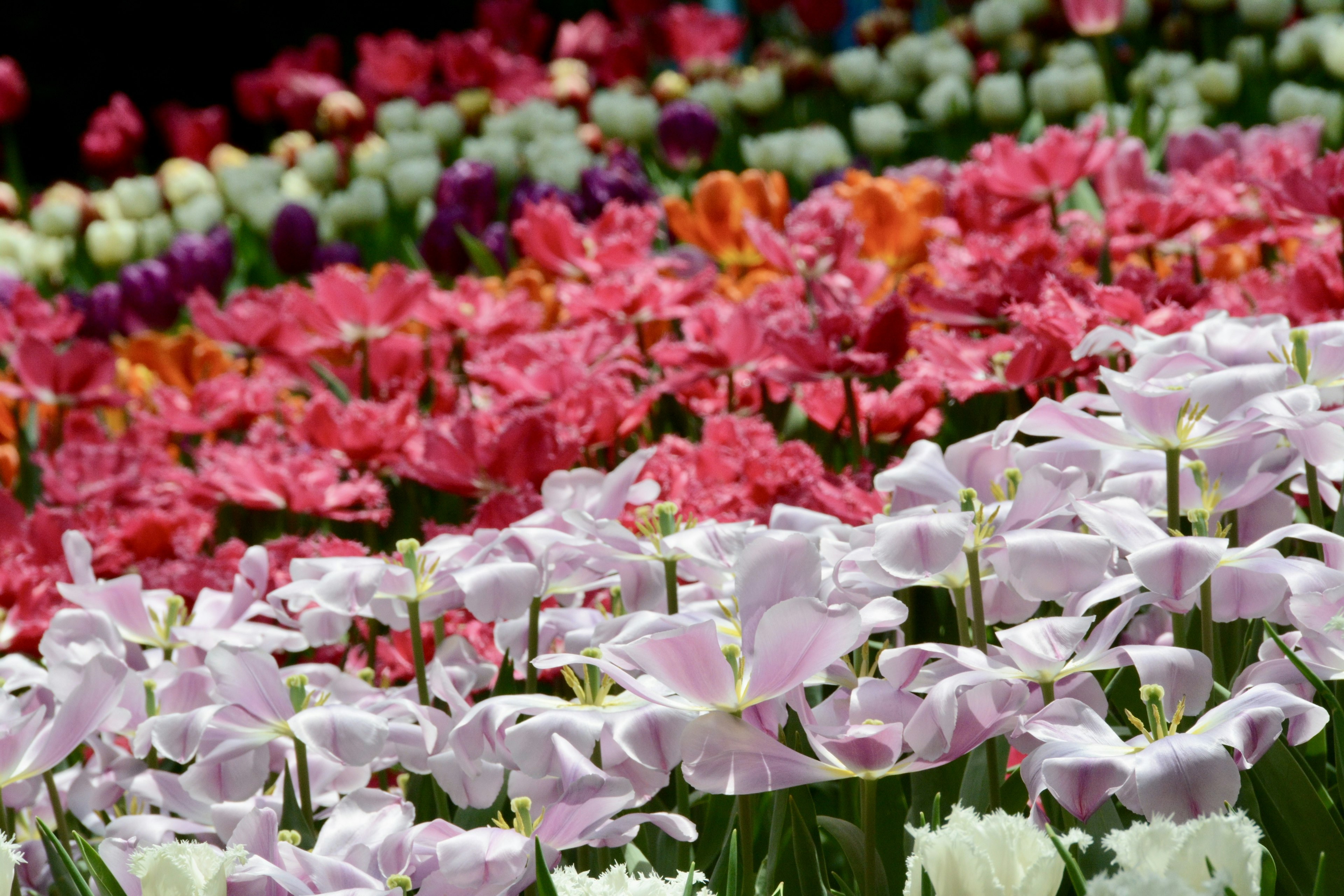 Lebendiges Tulpenfeld mit einer Vielzahl von Farben und Blüten