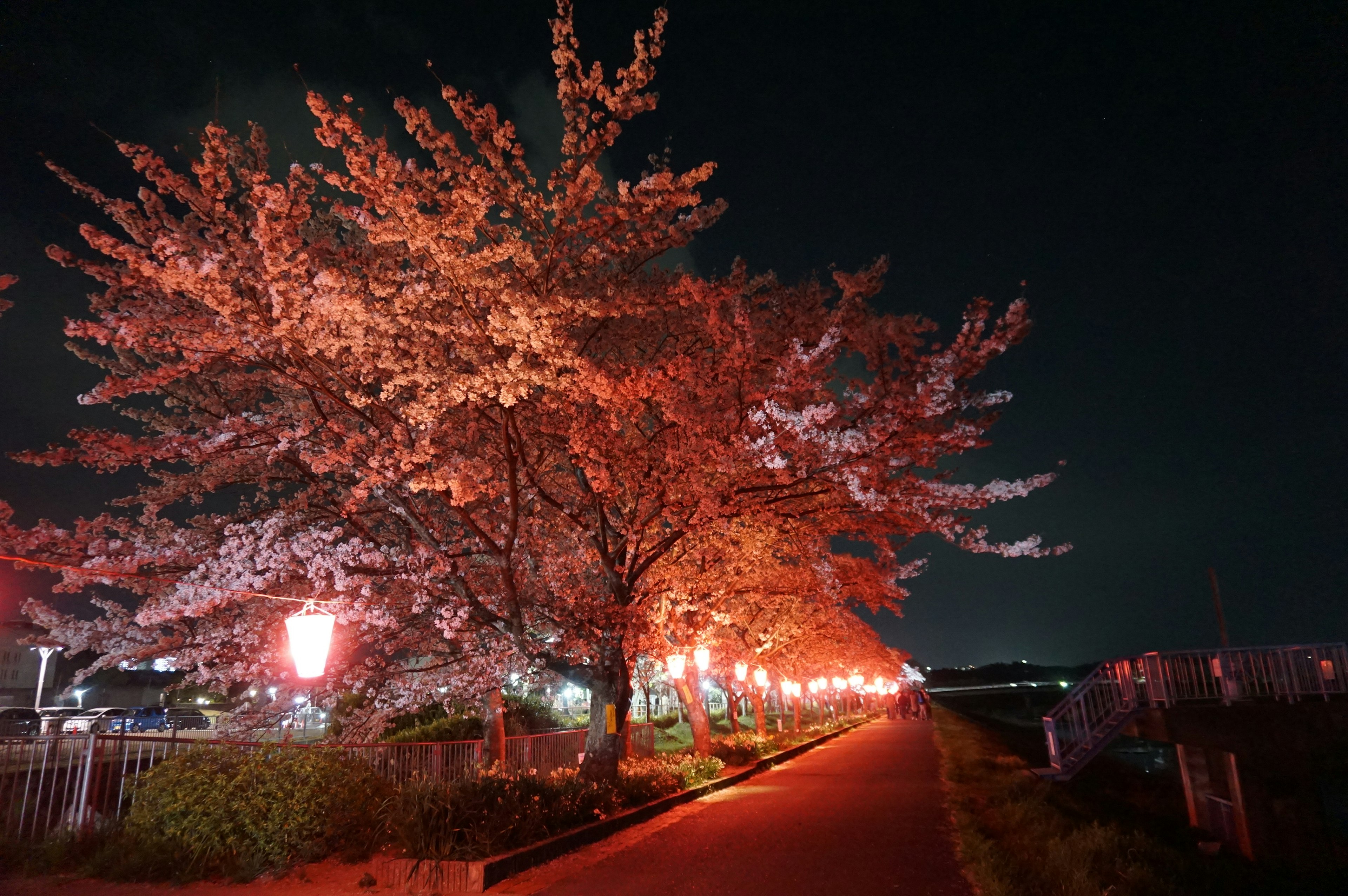 Cherry blossom trees illuminated at night with red lanterns