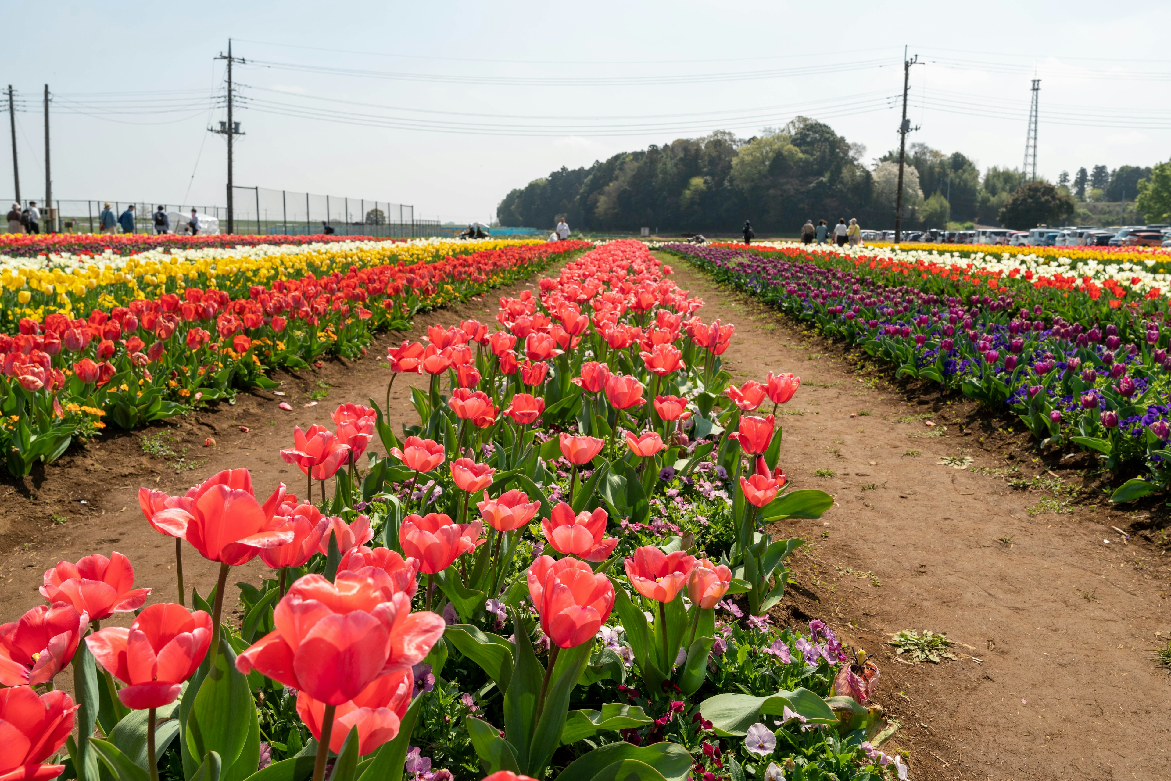 Campo di tulipani vibranti con file di fiori colorati