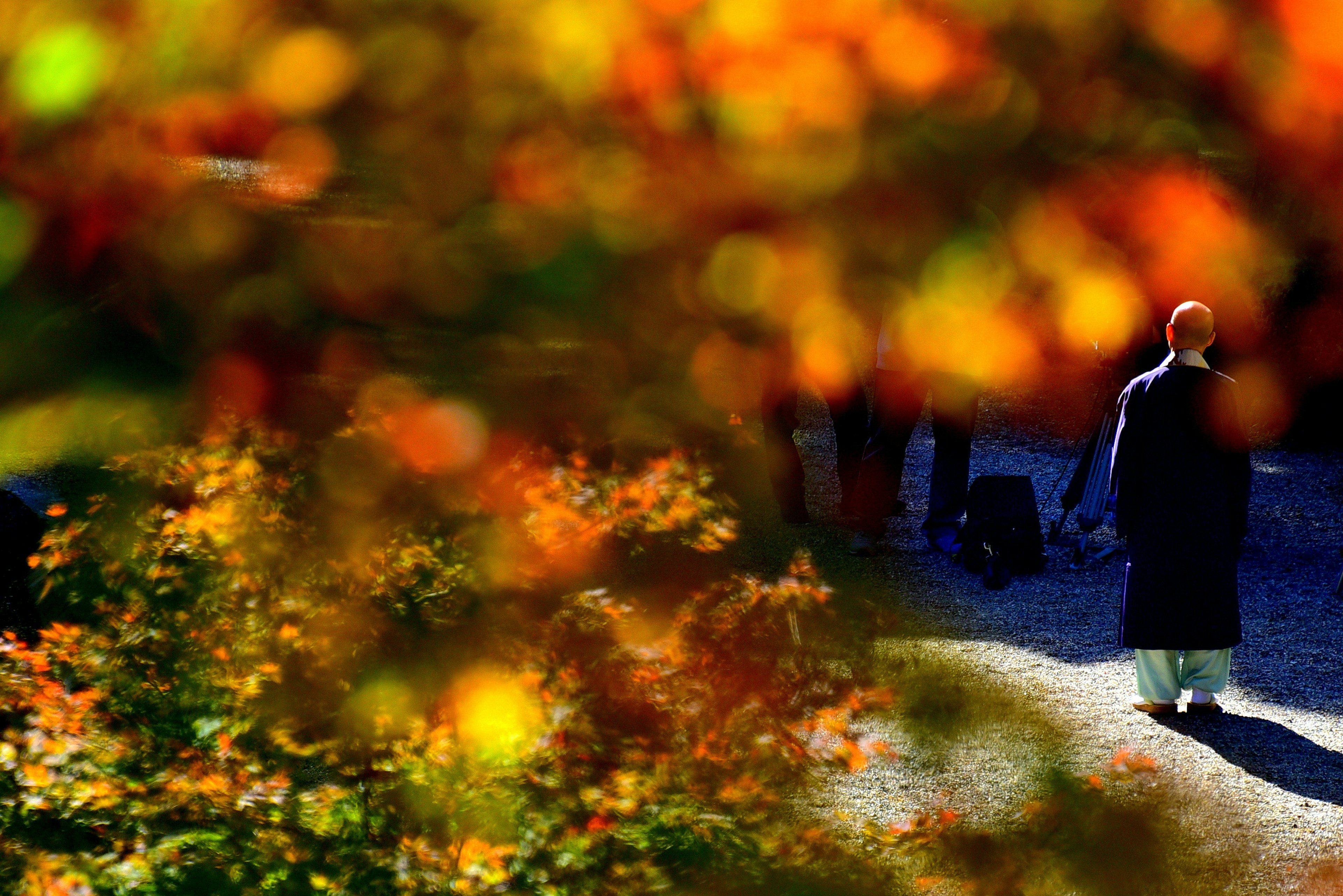 Silhouette of a monk walking among colorful autumn leaves