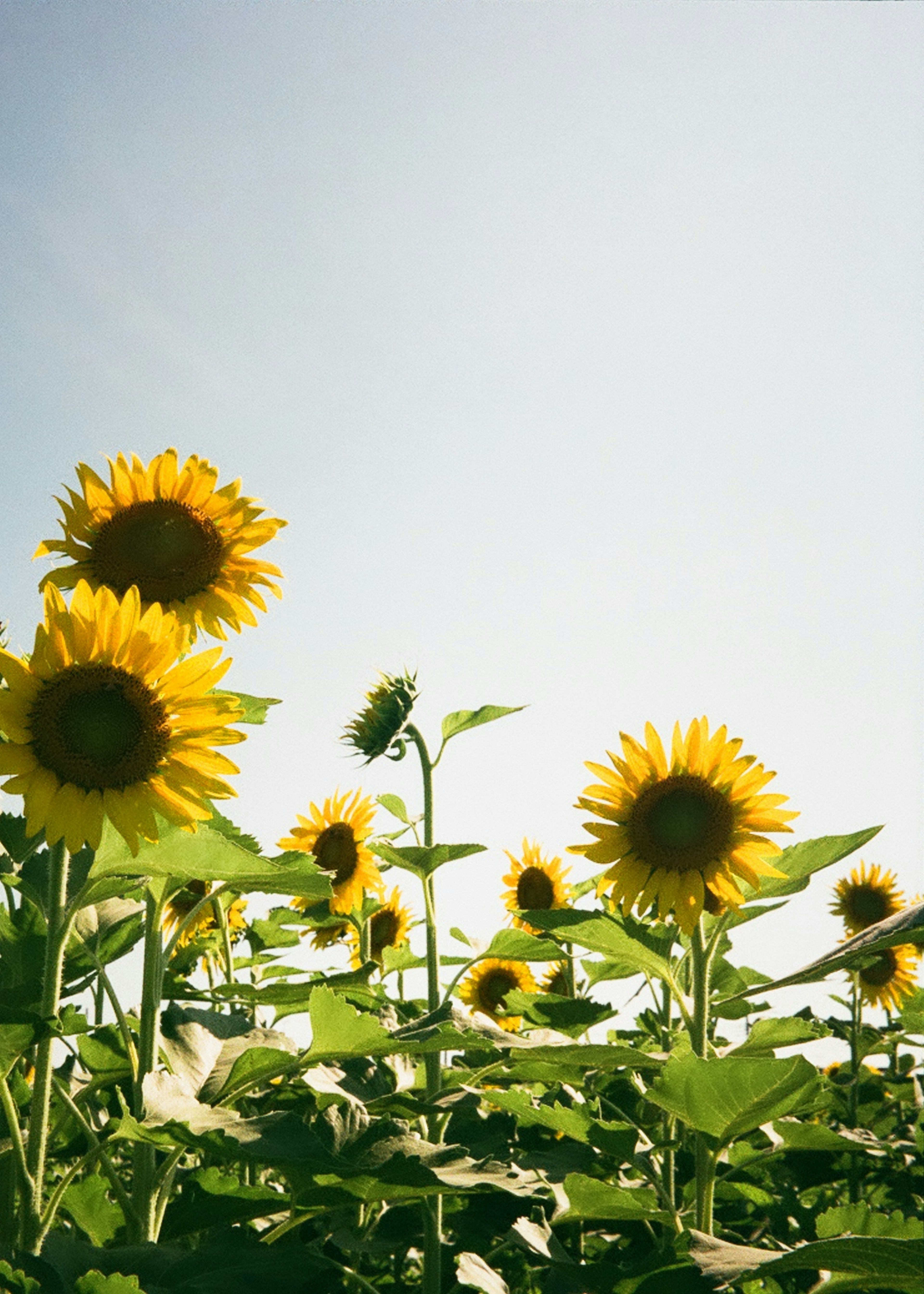 Feld von Sonnenblumen unter klarem Himmel