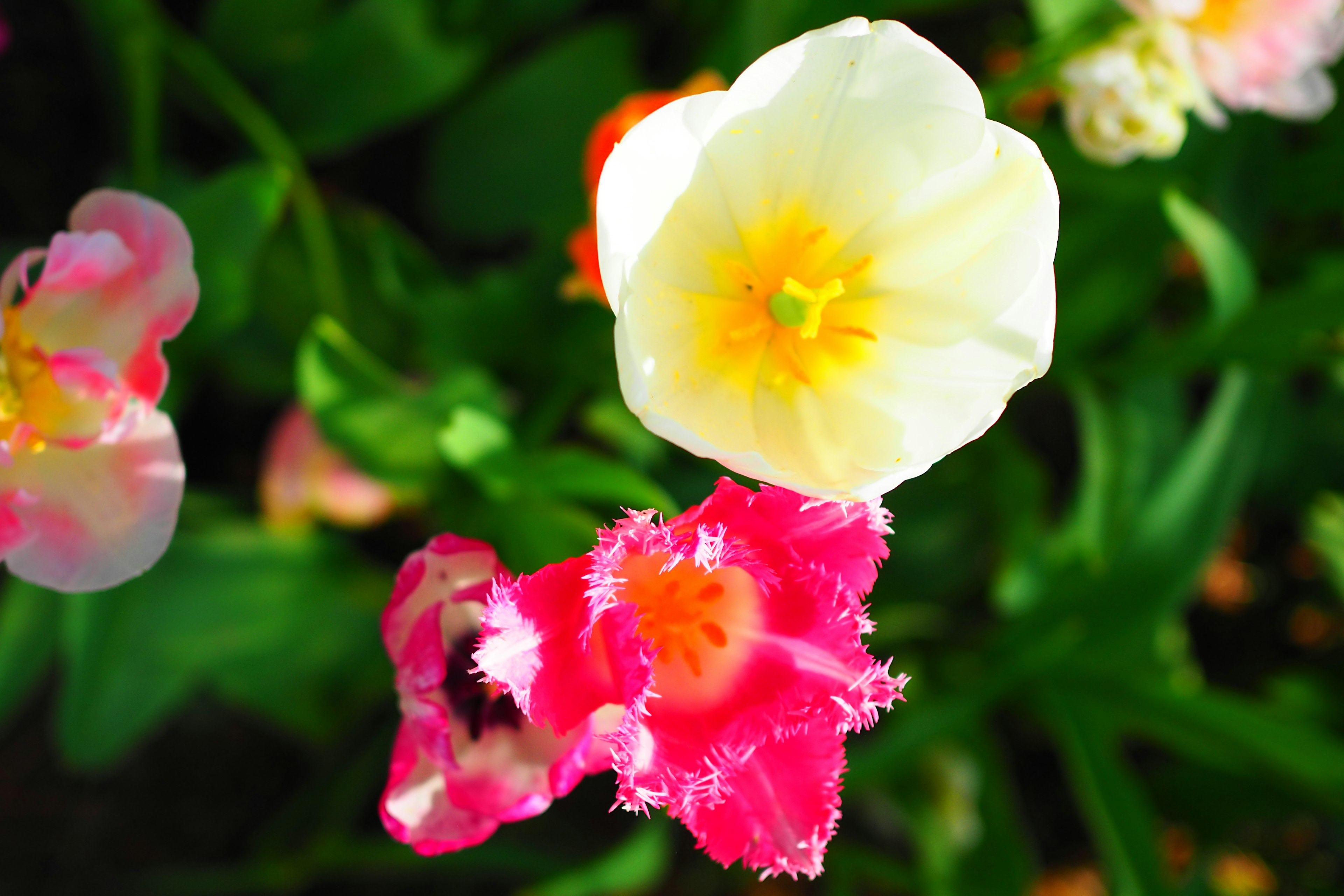 五彩繽紛的鬱金香花在花園中盛開