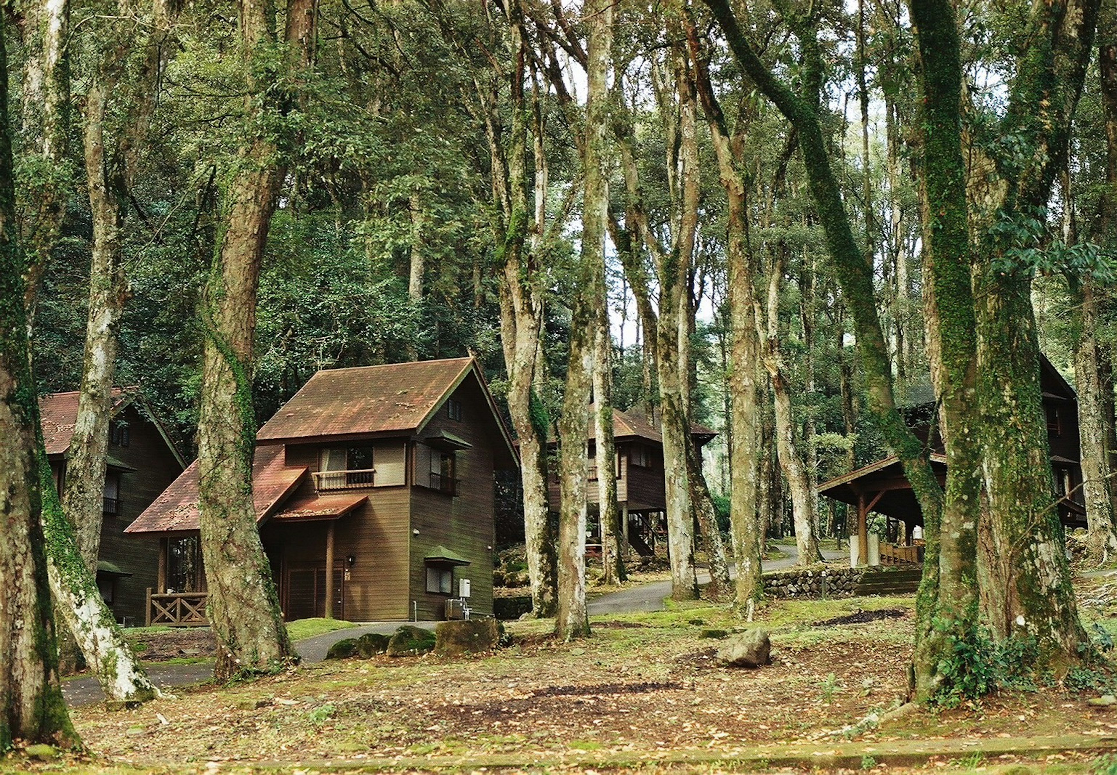 Scenic view of wooden cabins nestled among tall trees in a forest