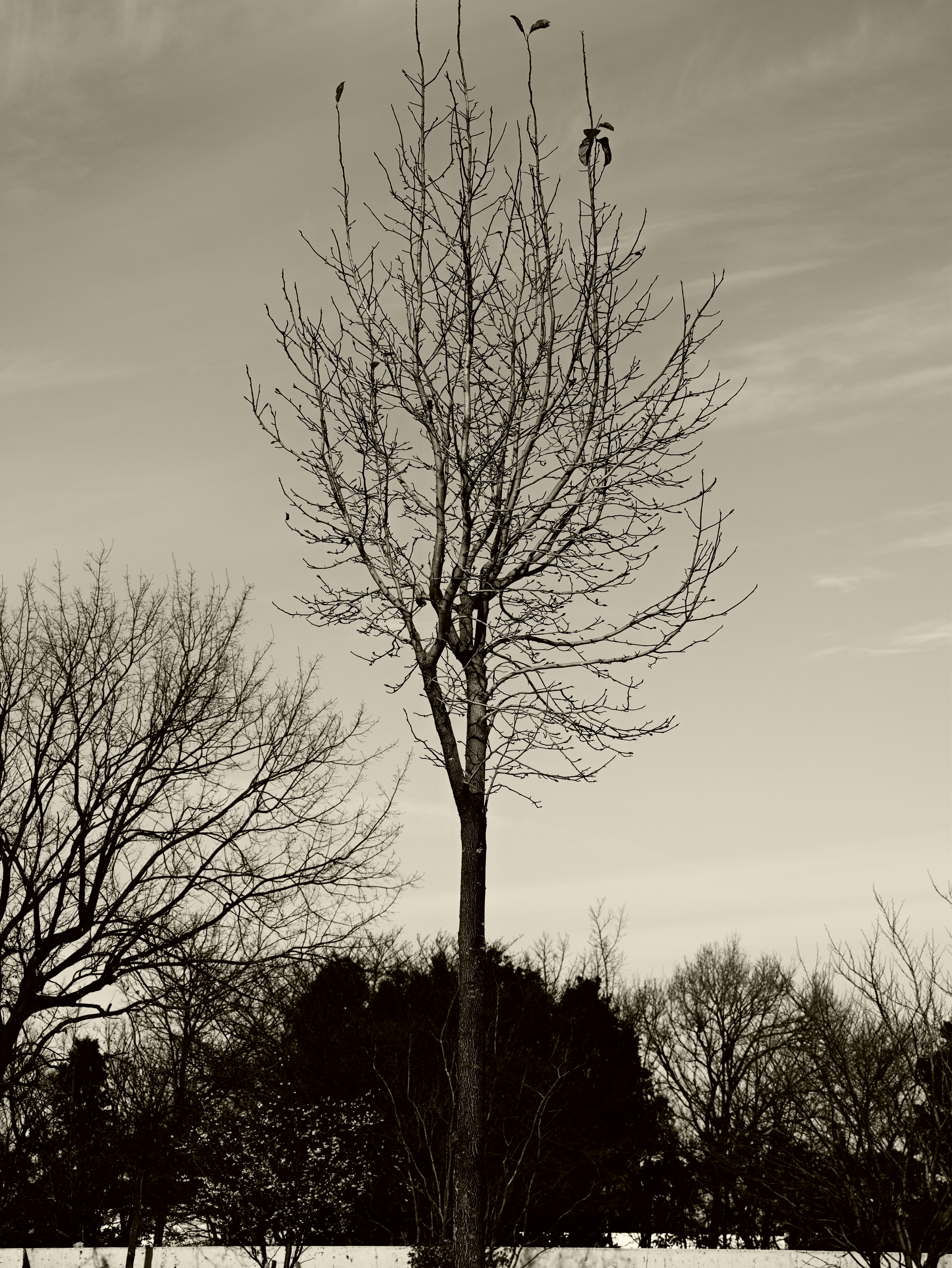 A photo of a bare tree standing in a winter landscape