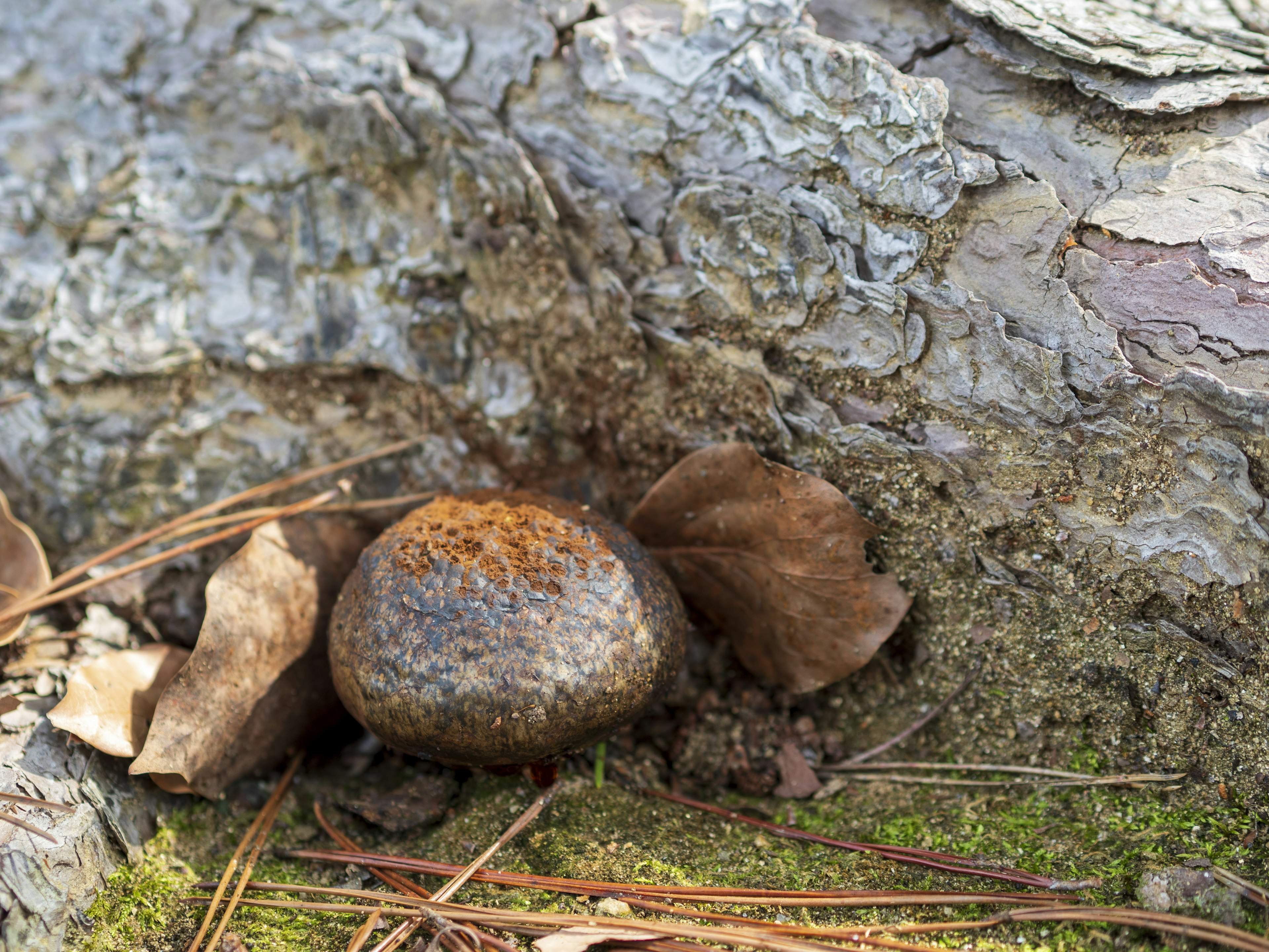 A small stone and scattered leaves near a tree trunk