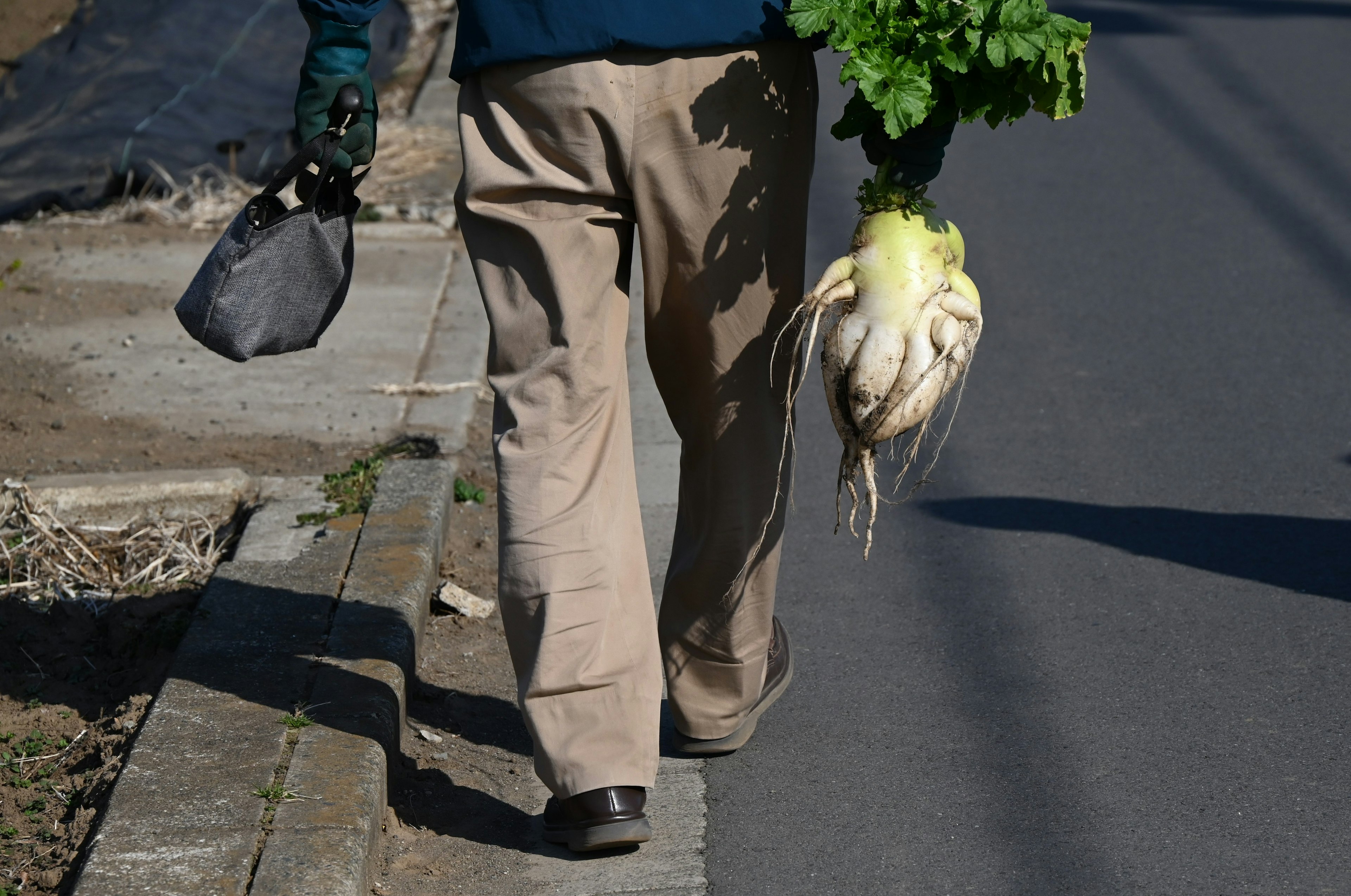 Una persona che cammina tenendo un grande daikon