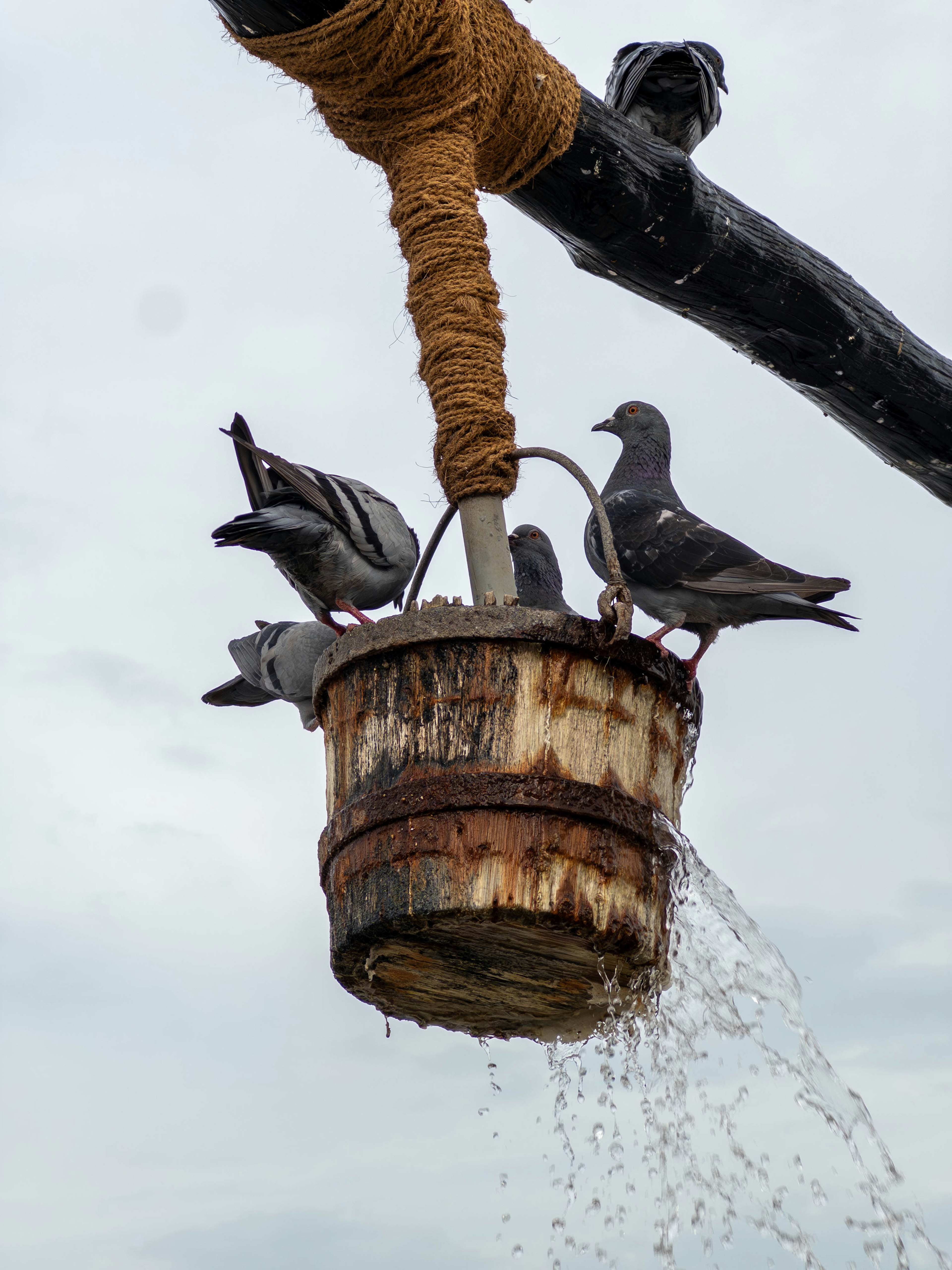 水を注ぐバケツの上にいる鳩たち