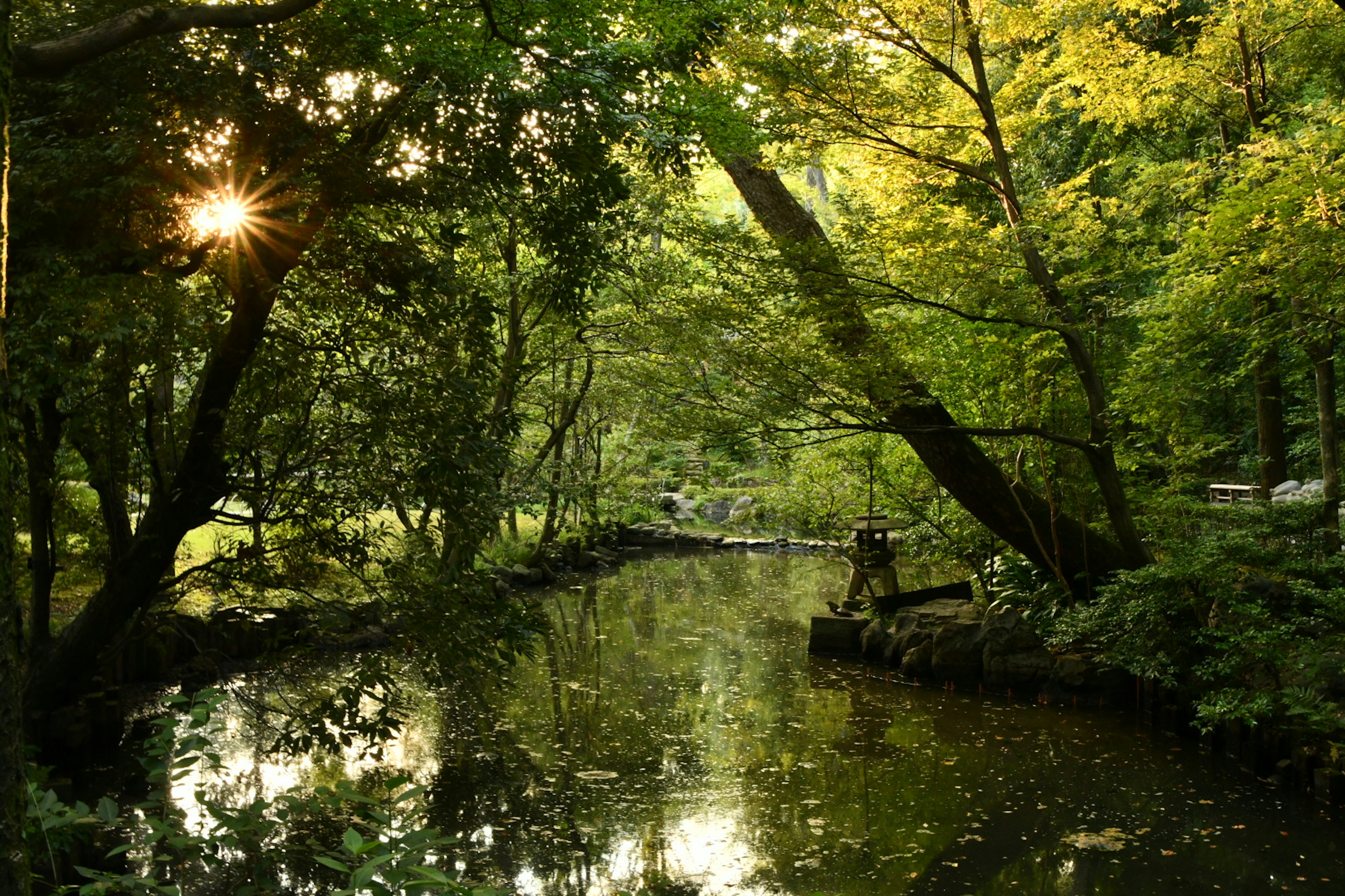 Serene river landscape with lush trees and sunlight filtering through