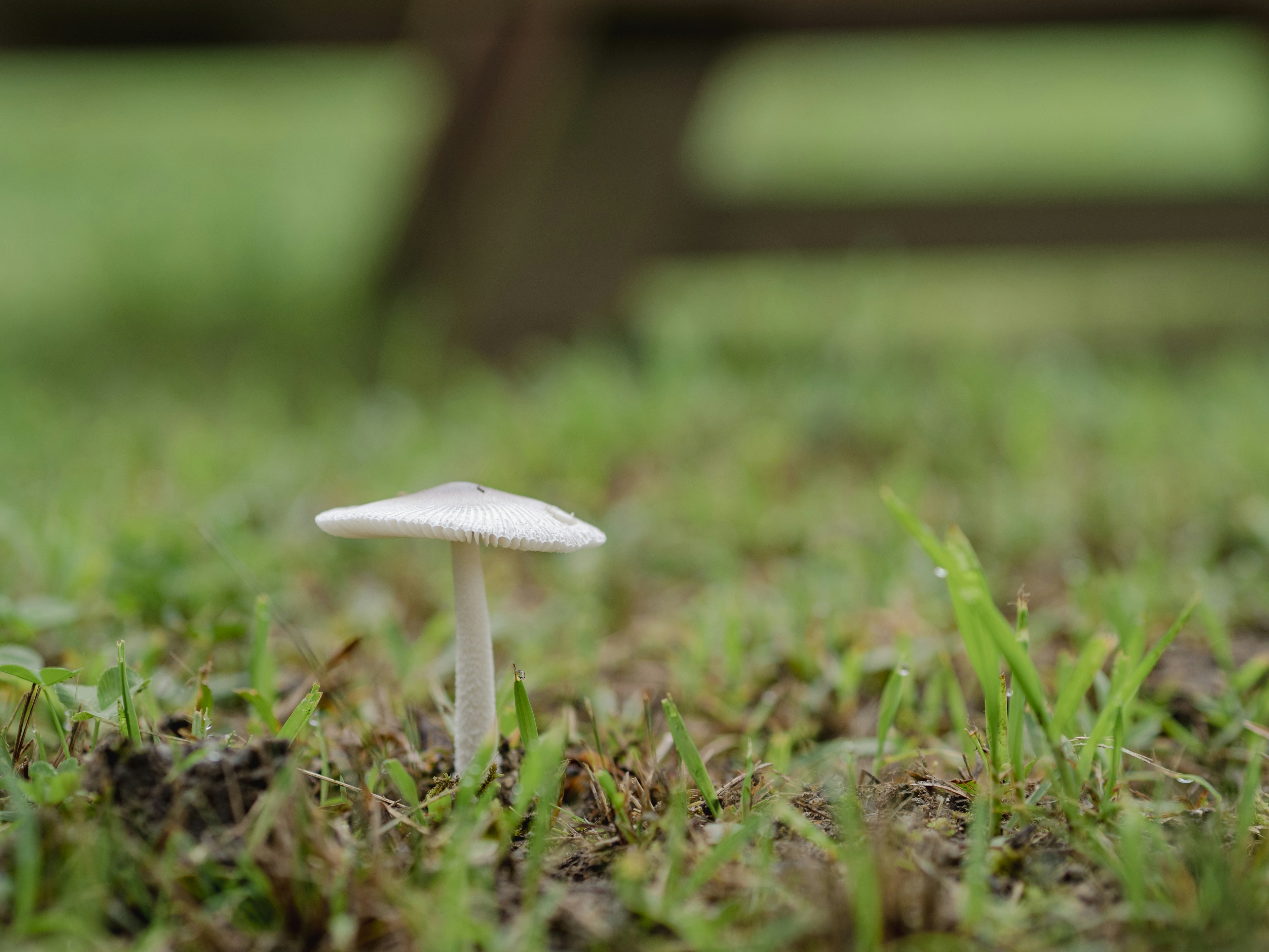 A small white mushroom growing in green grass