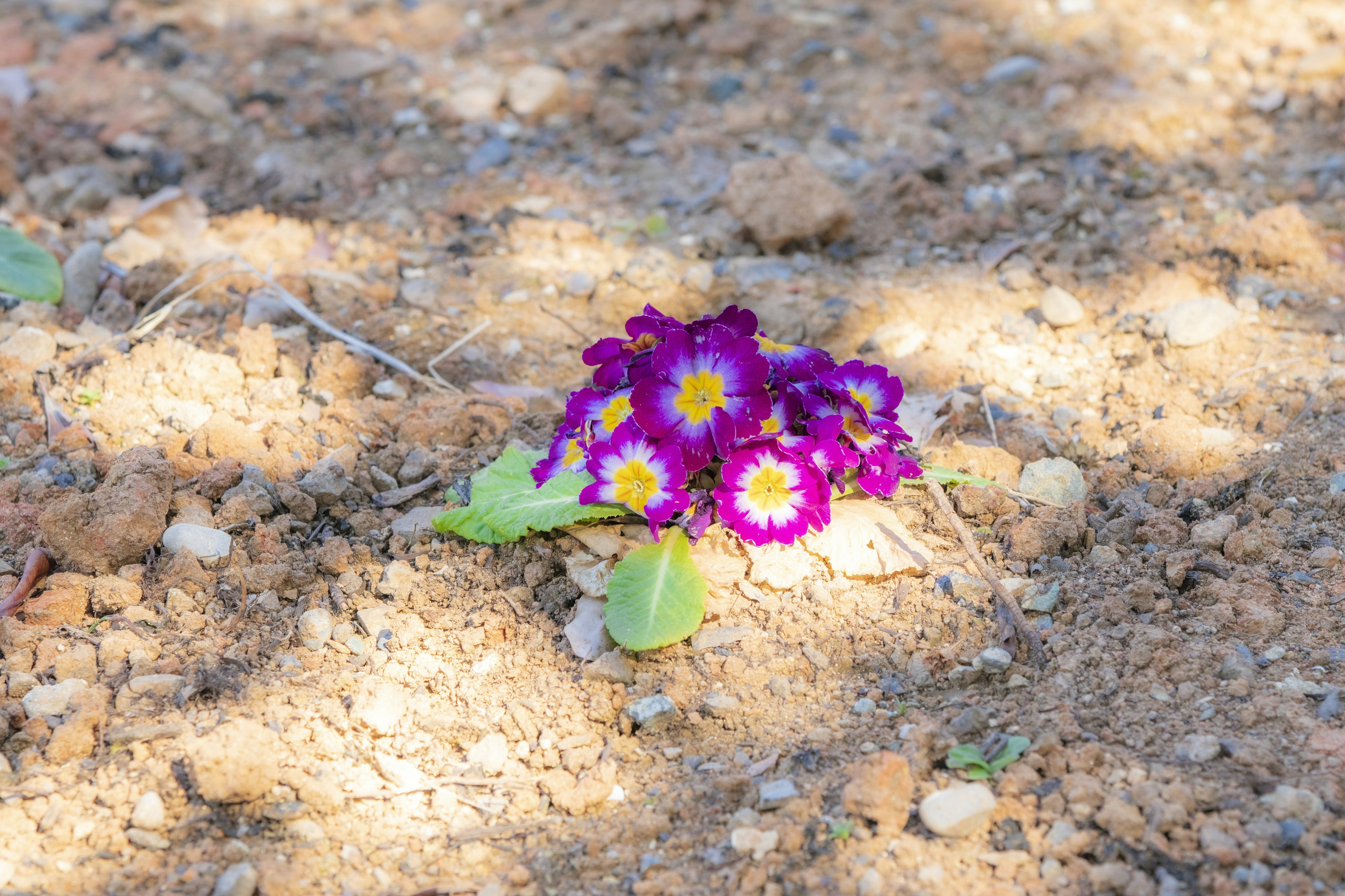 Fleurs violettes avec des centres jaunes poussant sur un sol brun