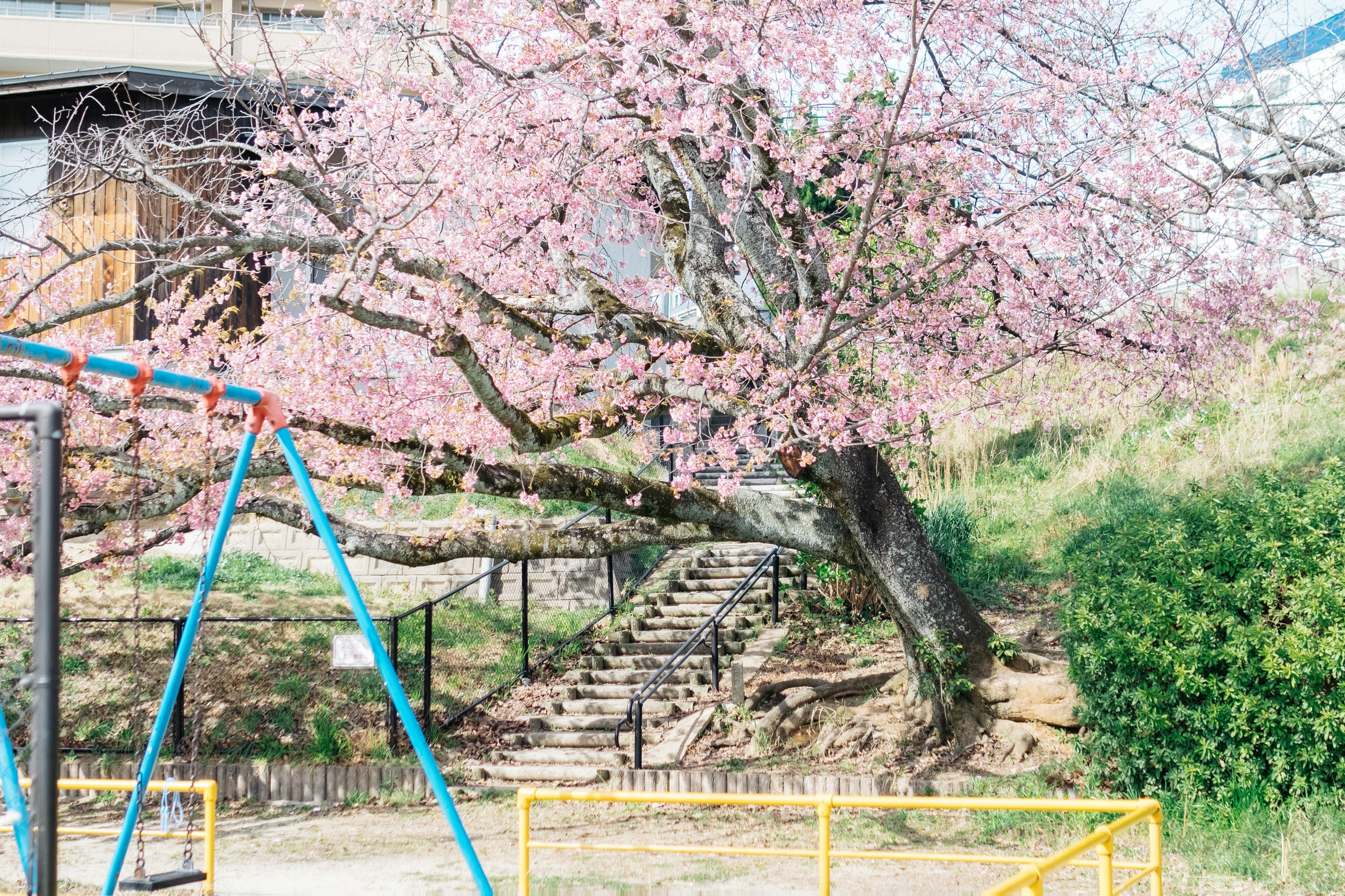 Pemandangan taman dengan pohon sakura yang mekar