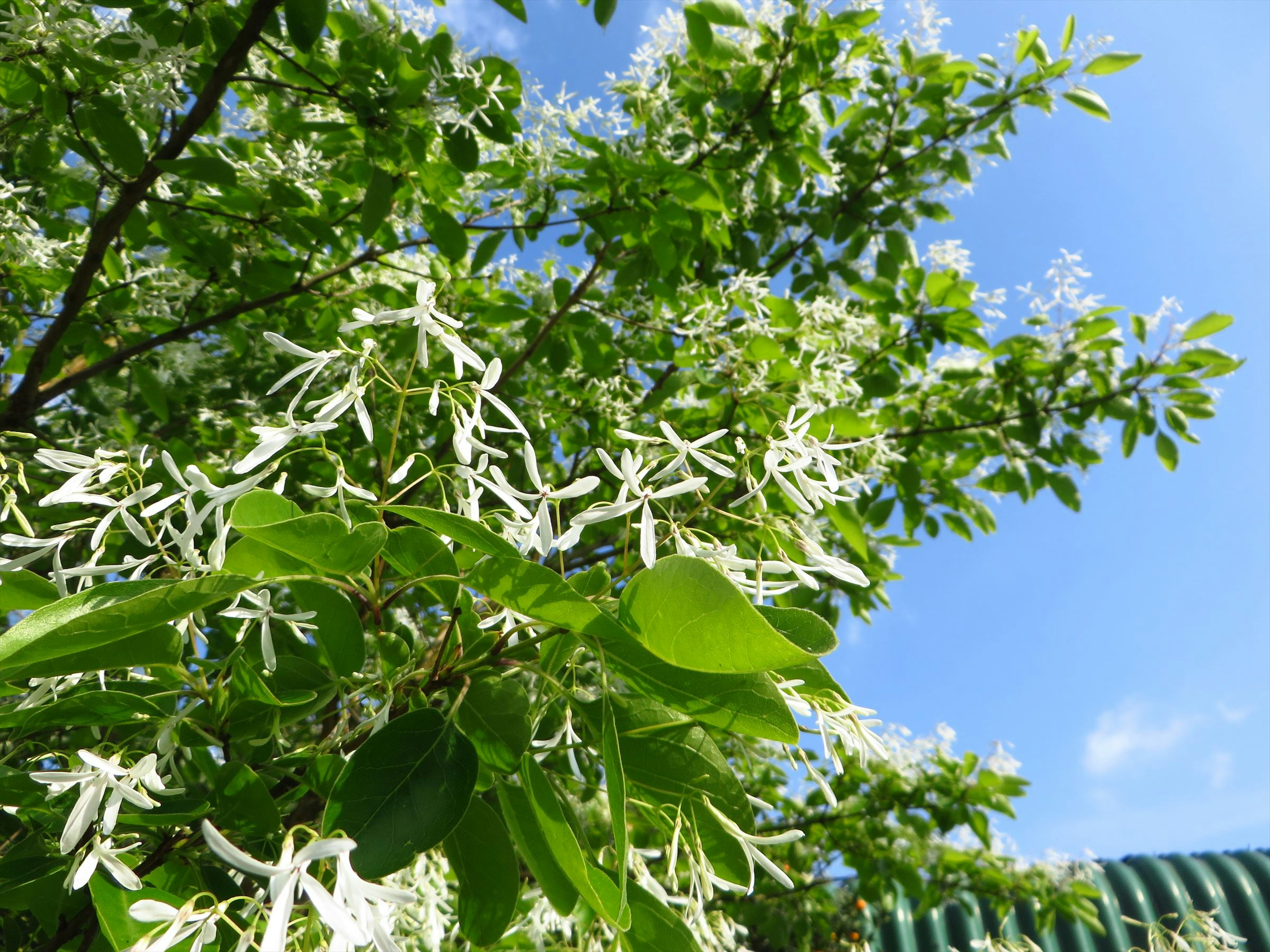 Arbre avec des fleurs blanches et des feuilles vertes sur fond de ciel bleu