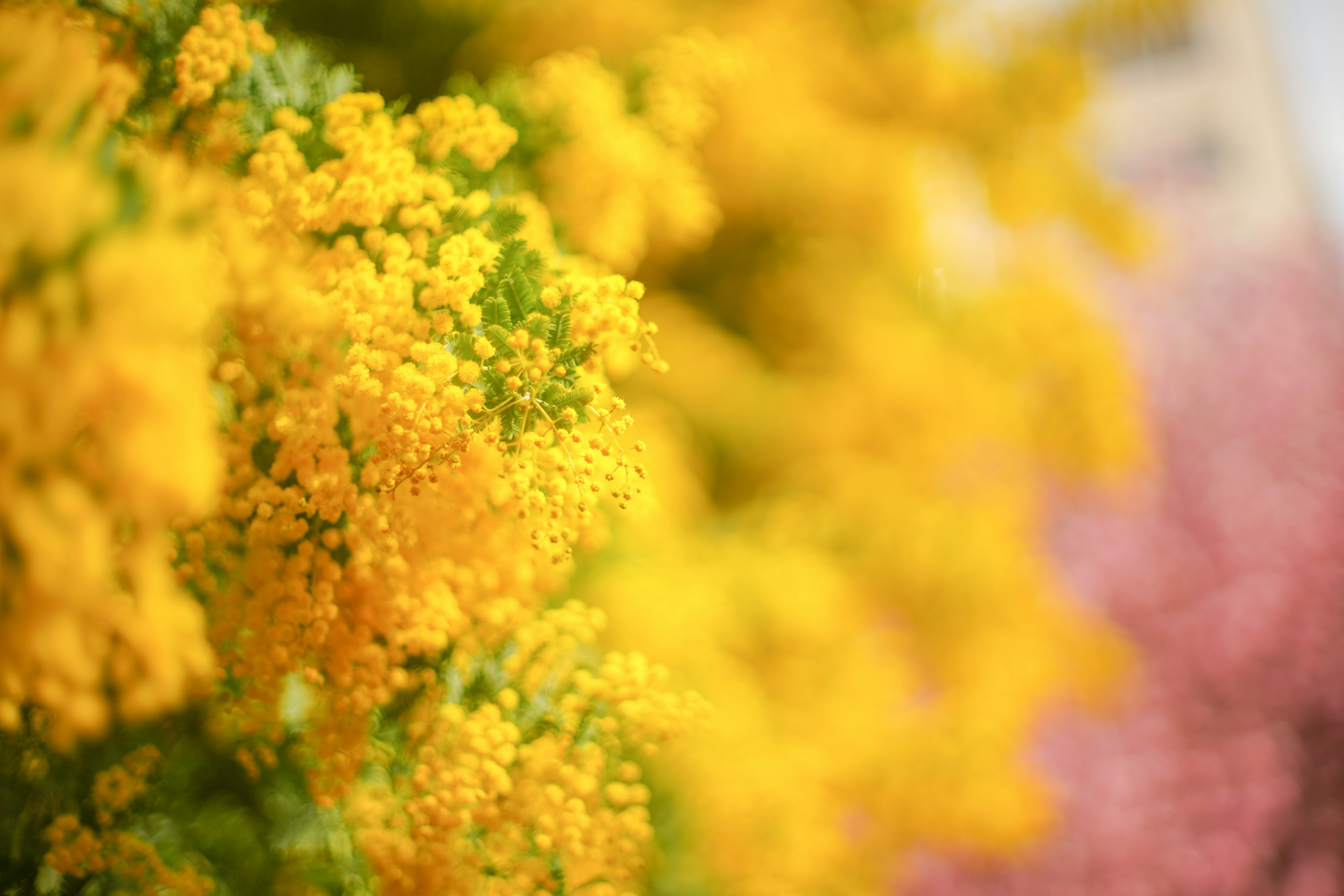 Close-up of bright yellow flowers with distinctive green leaves