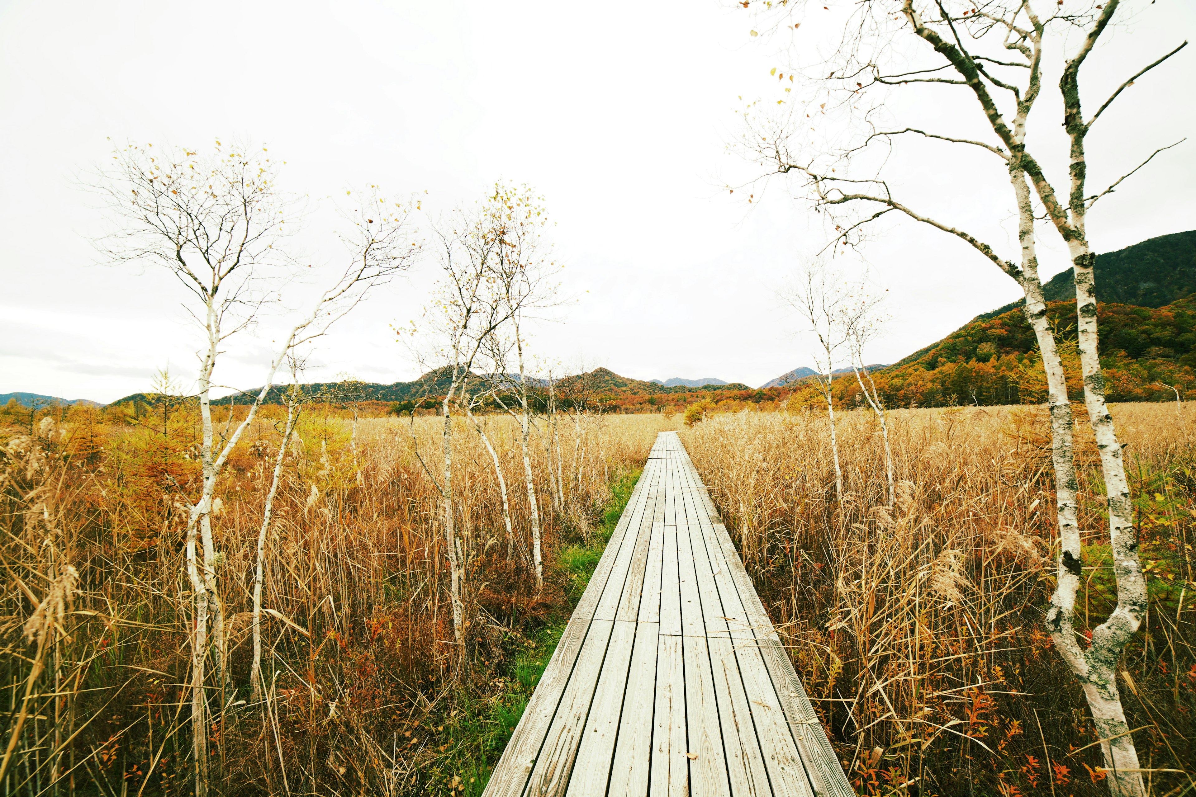 Wooden walkway through a grassy landscape