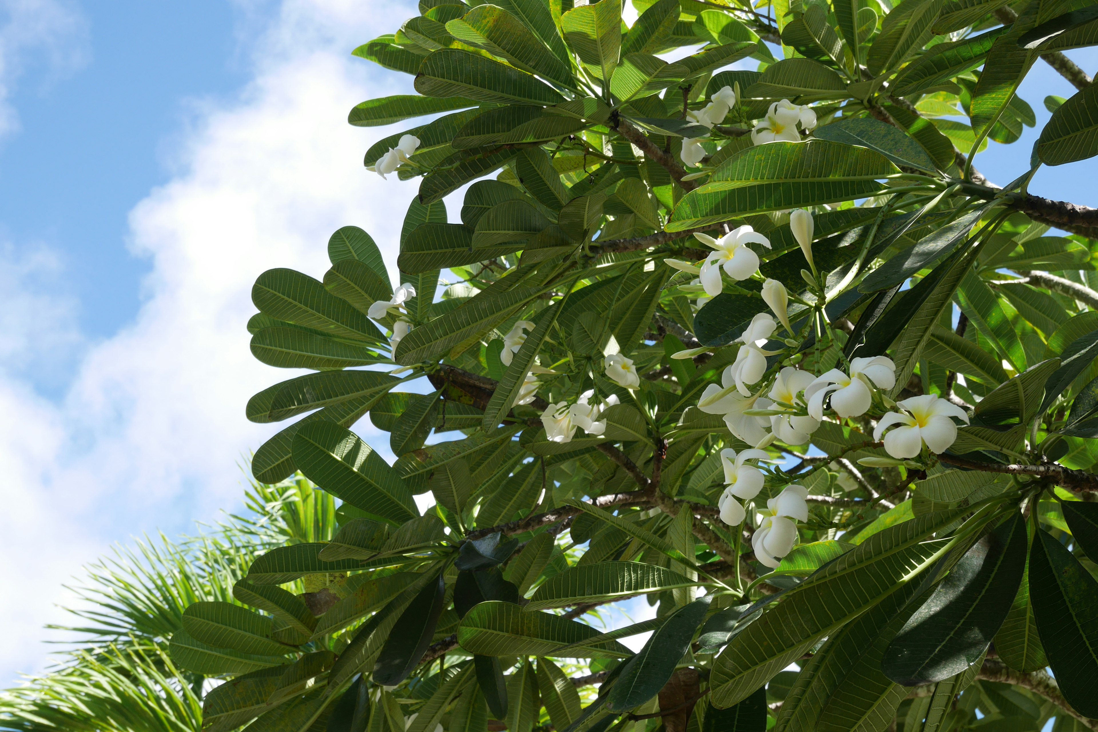 Branches and leaves of a tree with white flowers under a blue sky