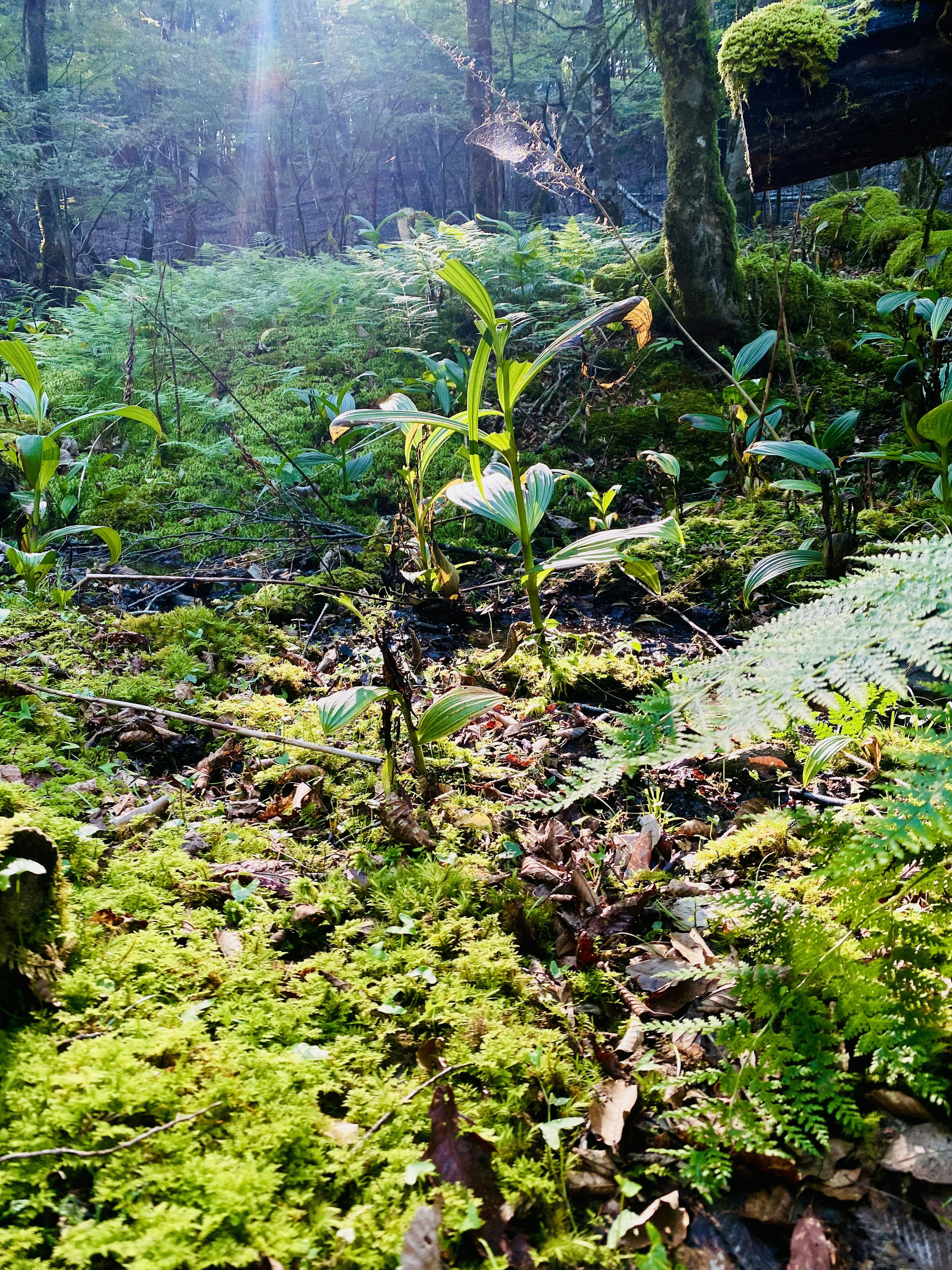 緑豊かな森の景色で、地面には苔と小さな植物が生えている