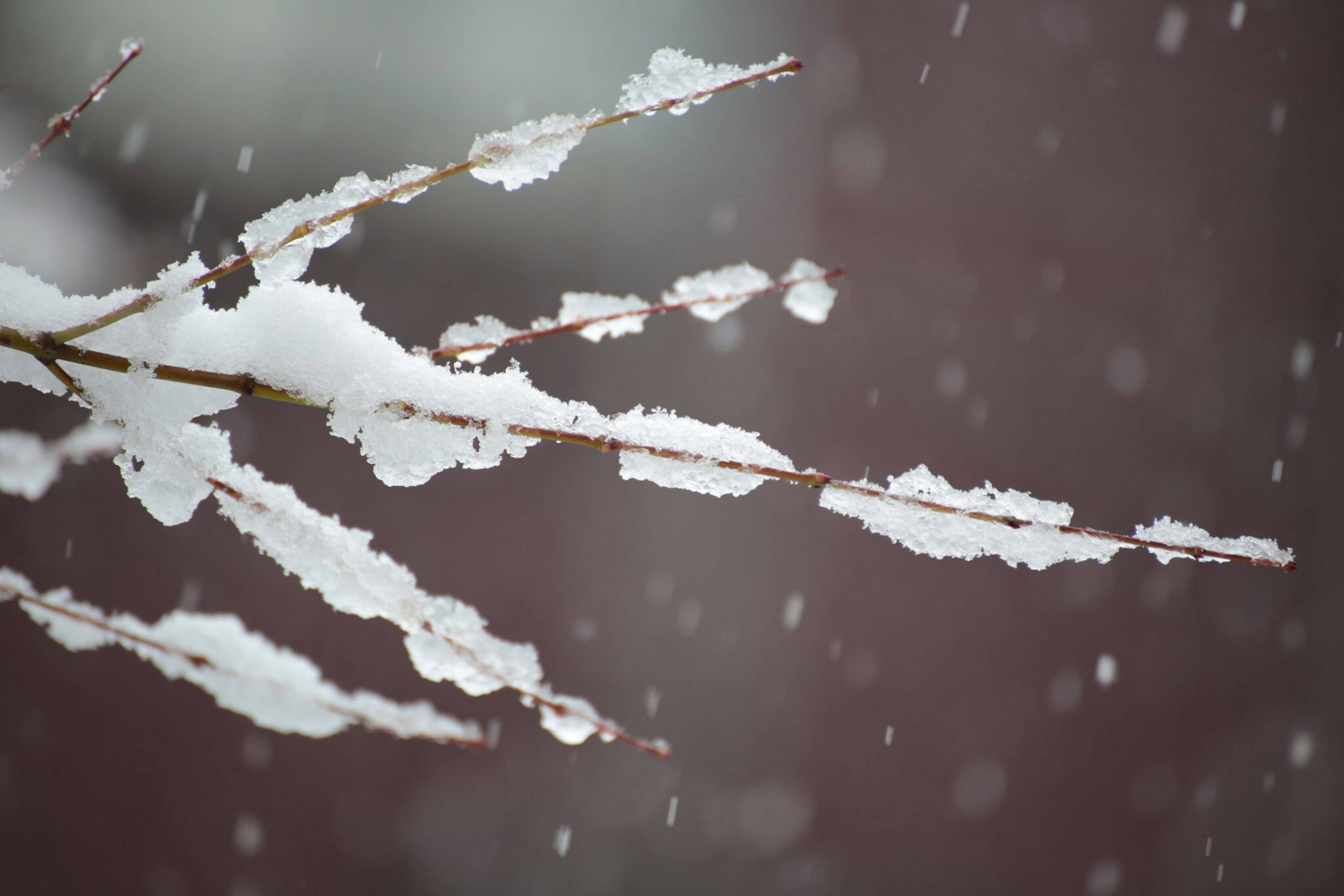 Ramo coperto di neve con fiocchi di neve che cadono