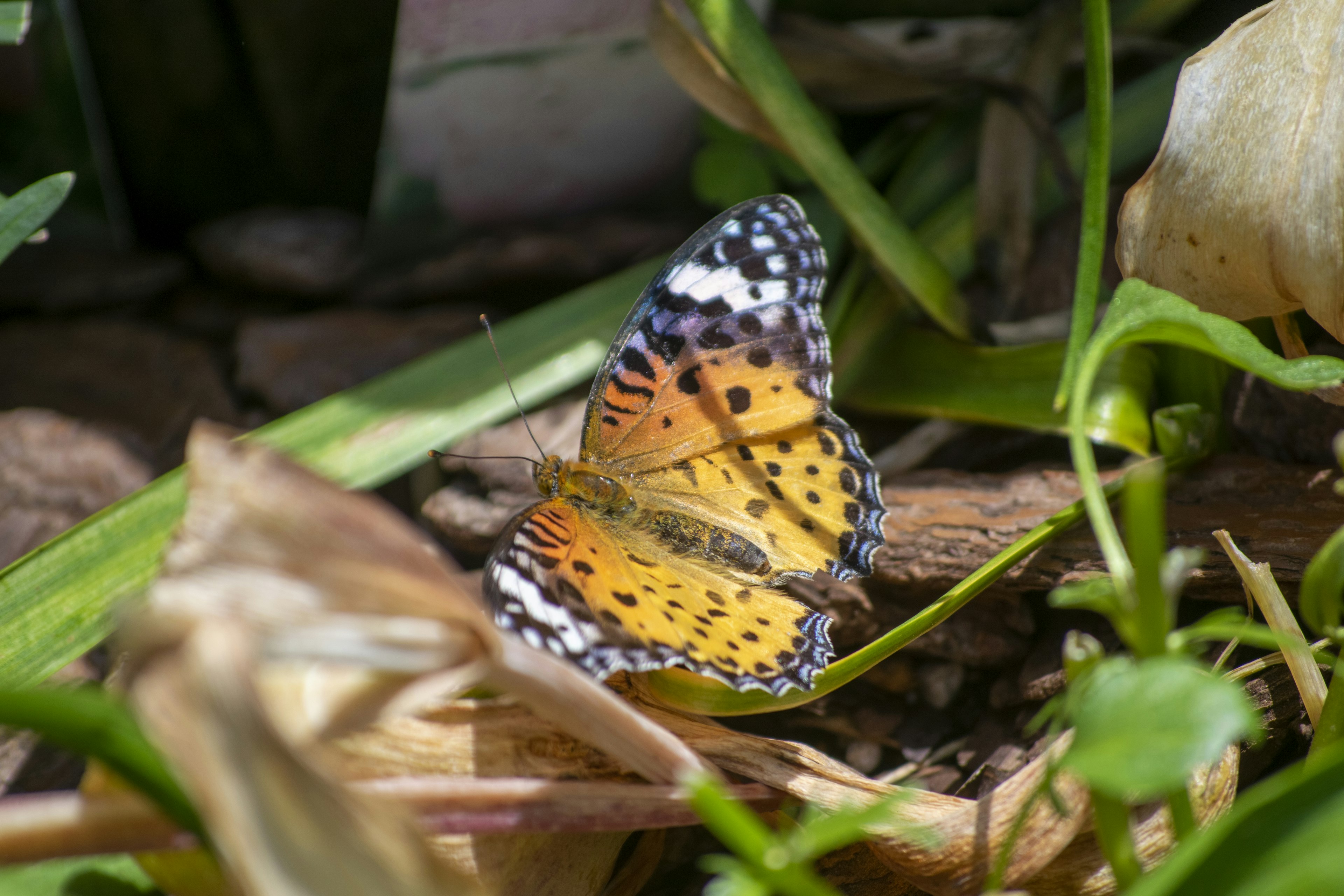 Una farfalla colorata che apre le ali tra piante verdi