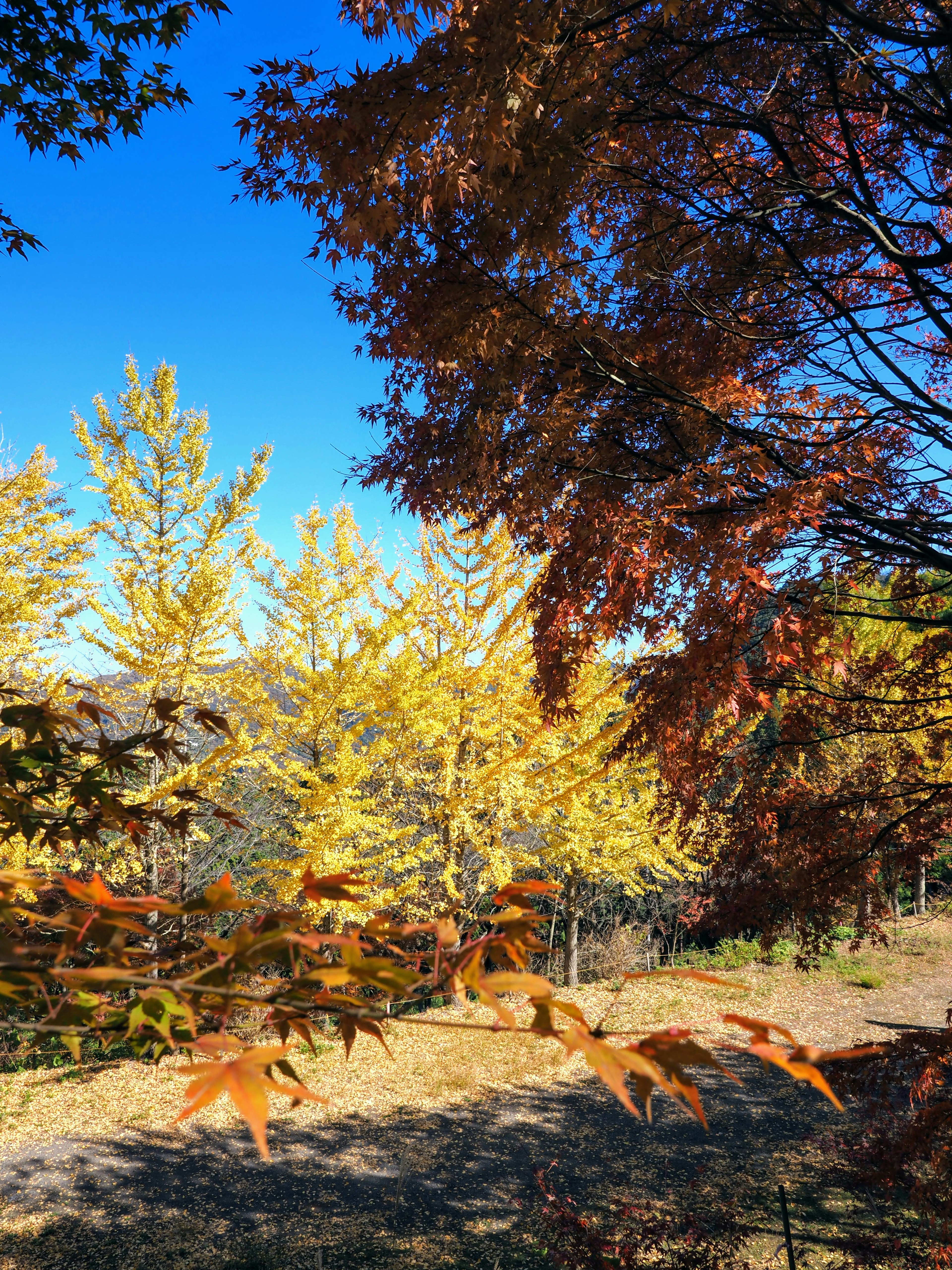 青空の下で色づいた黄葉と紅葉の木々が見える風景