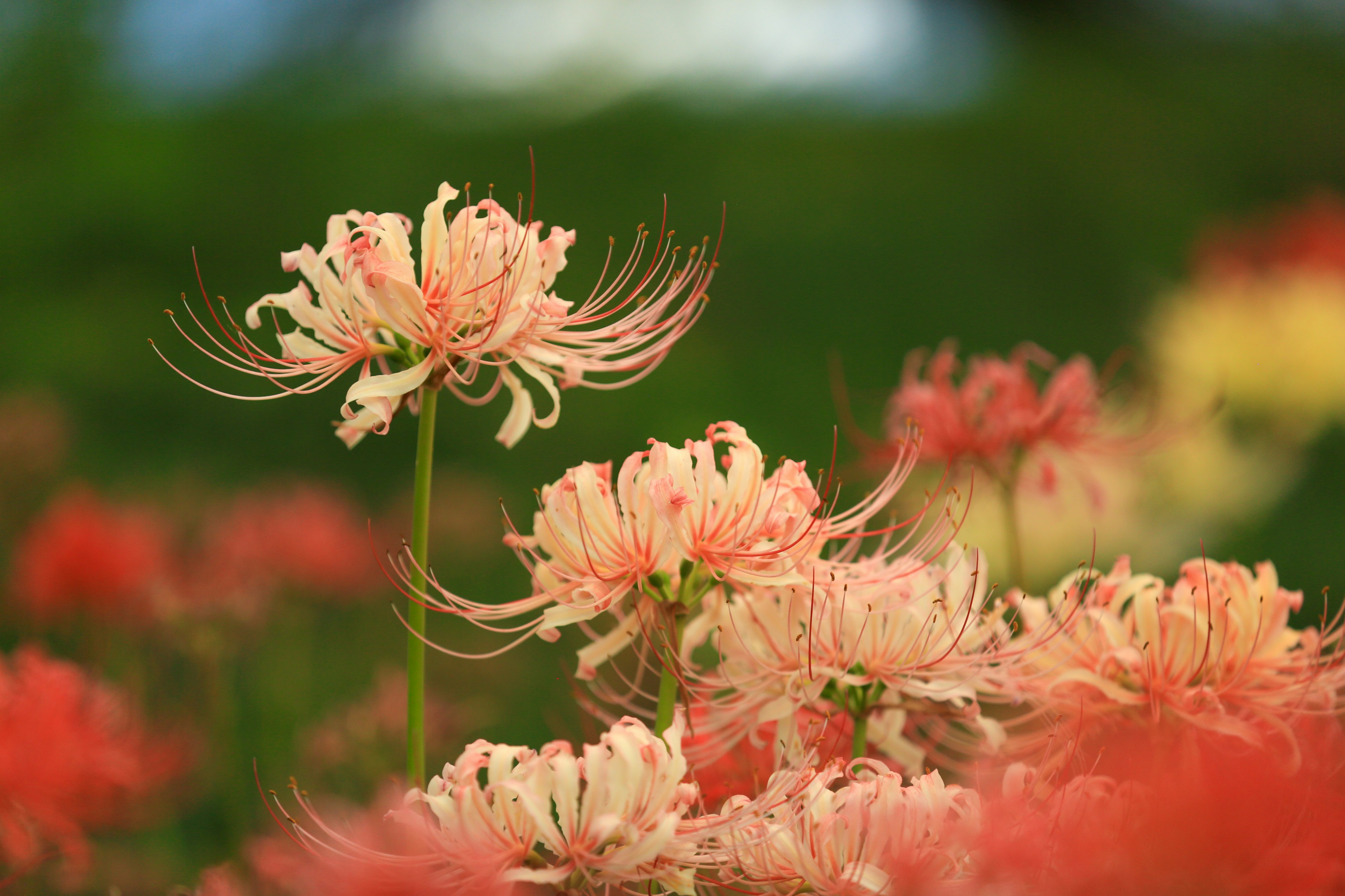 Eine wunderschöne Landschaft mit blühenden rosa Spinnenlilien