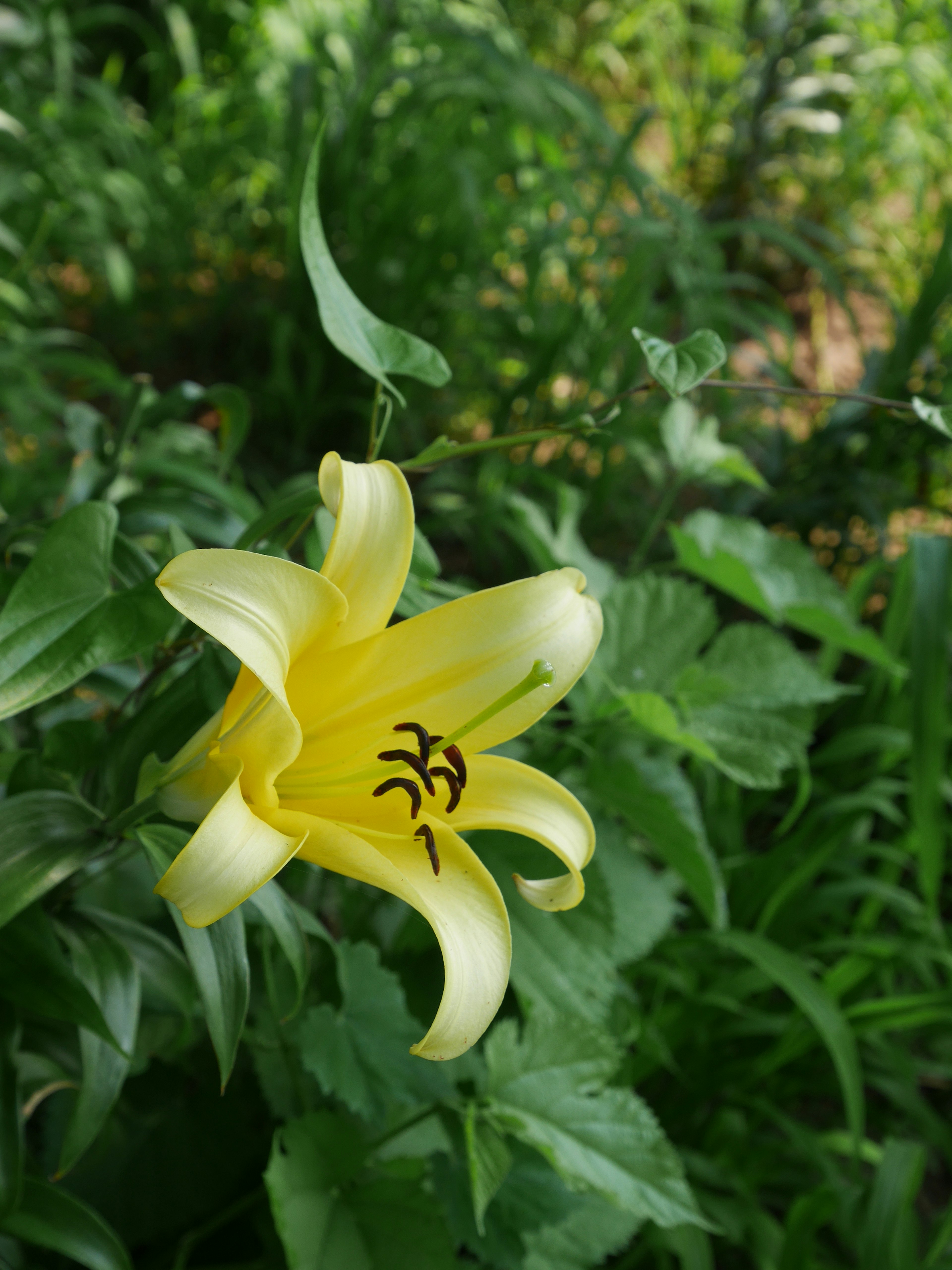 Une fleur de lys jaune vif entourée de feuilles vertes