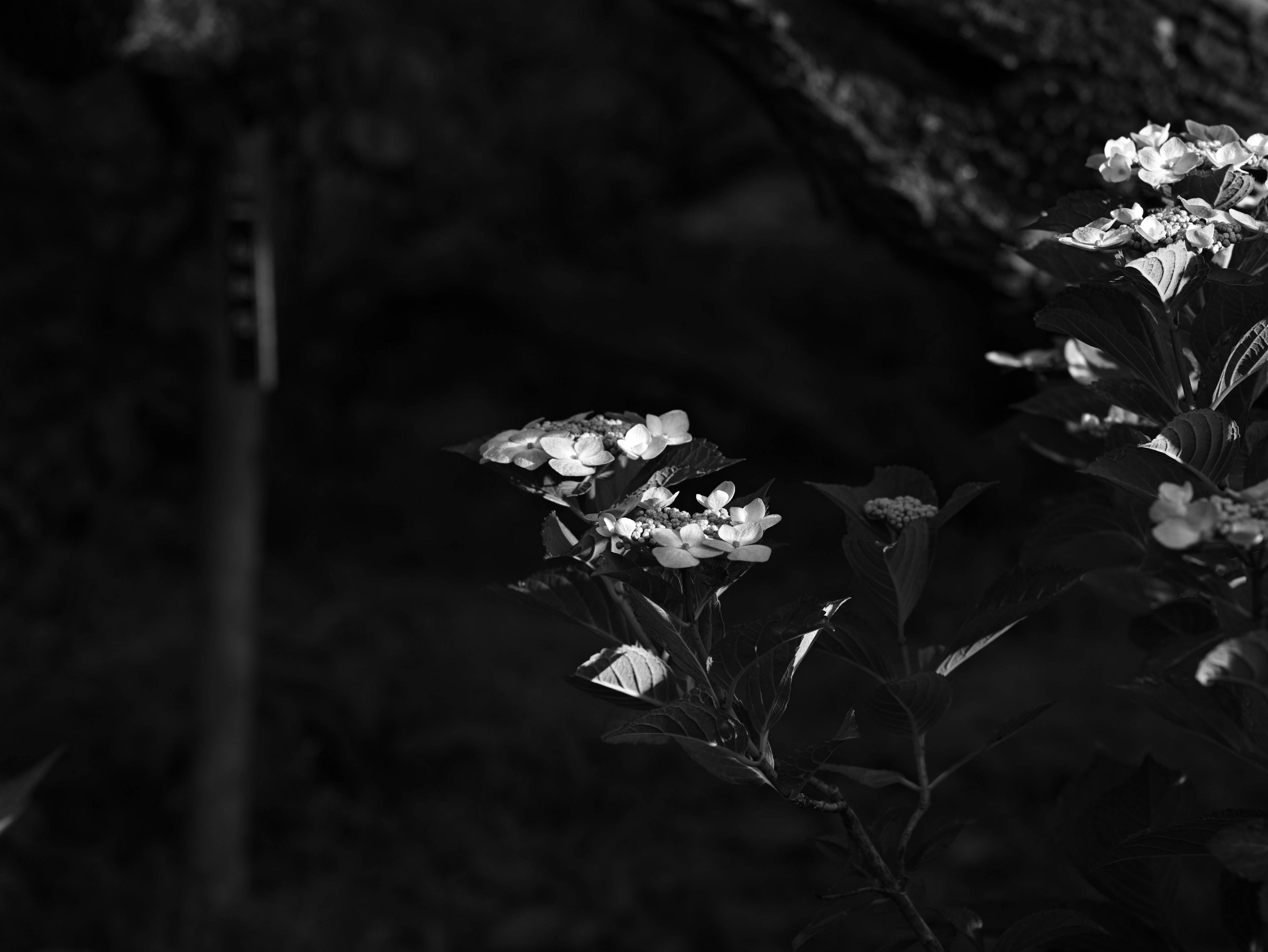 Image en noir et blanc mettant en avant des fleurs blanches sur fond sombre