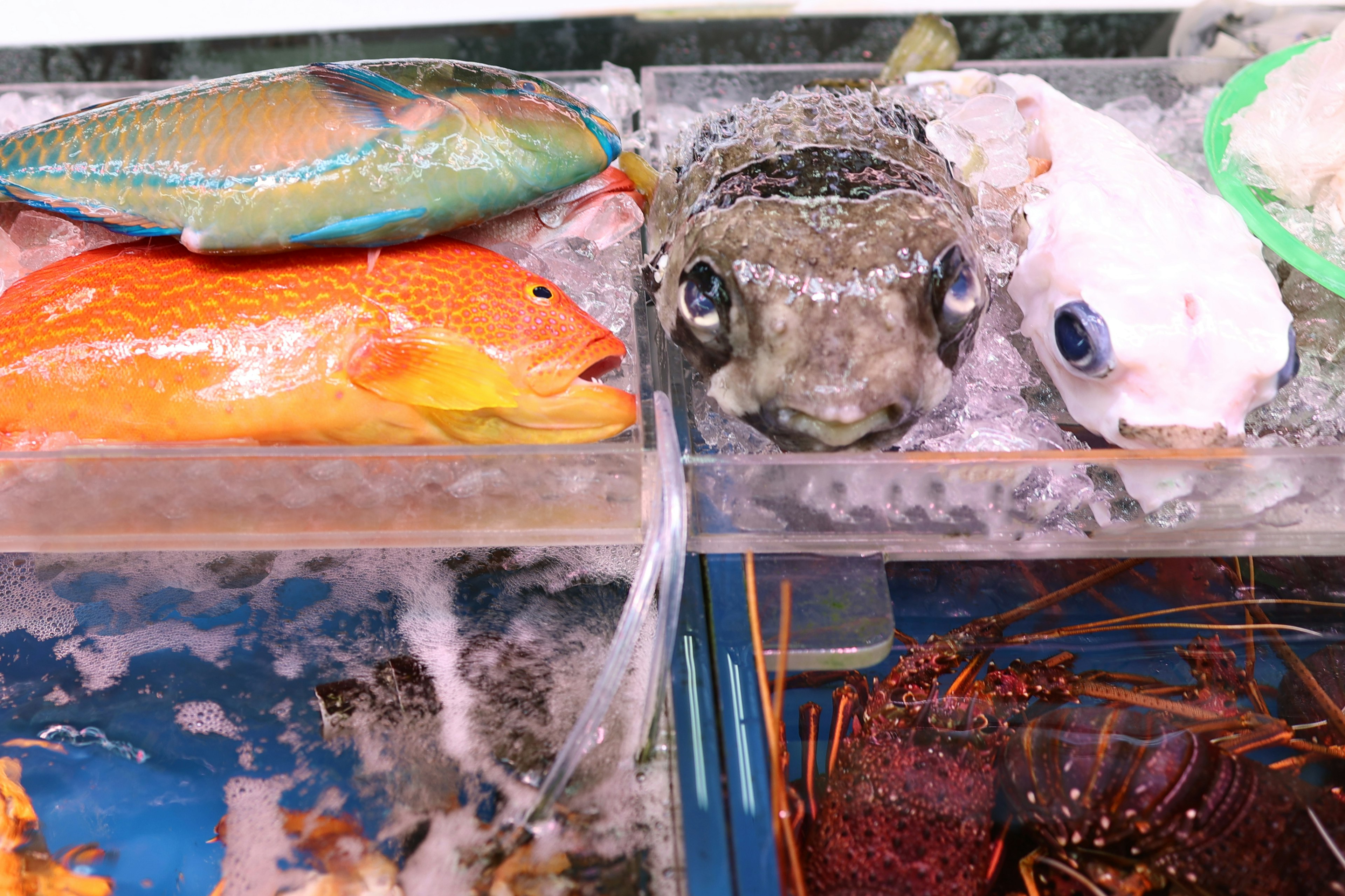 Bunte Fische und Meeresfrüchte in einem Tank ausgestellt