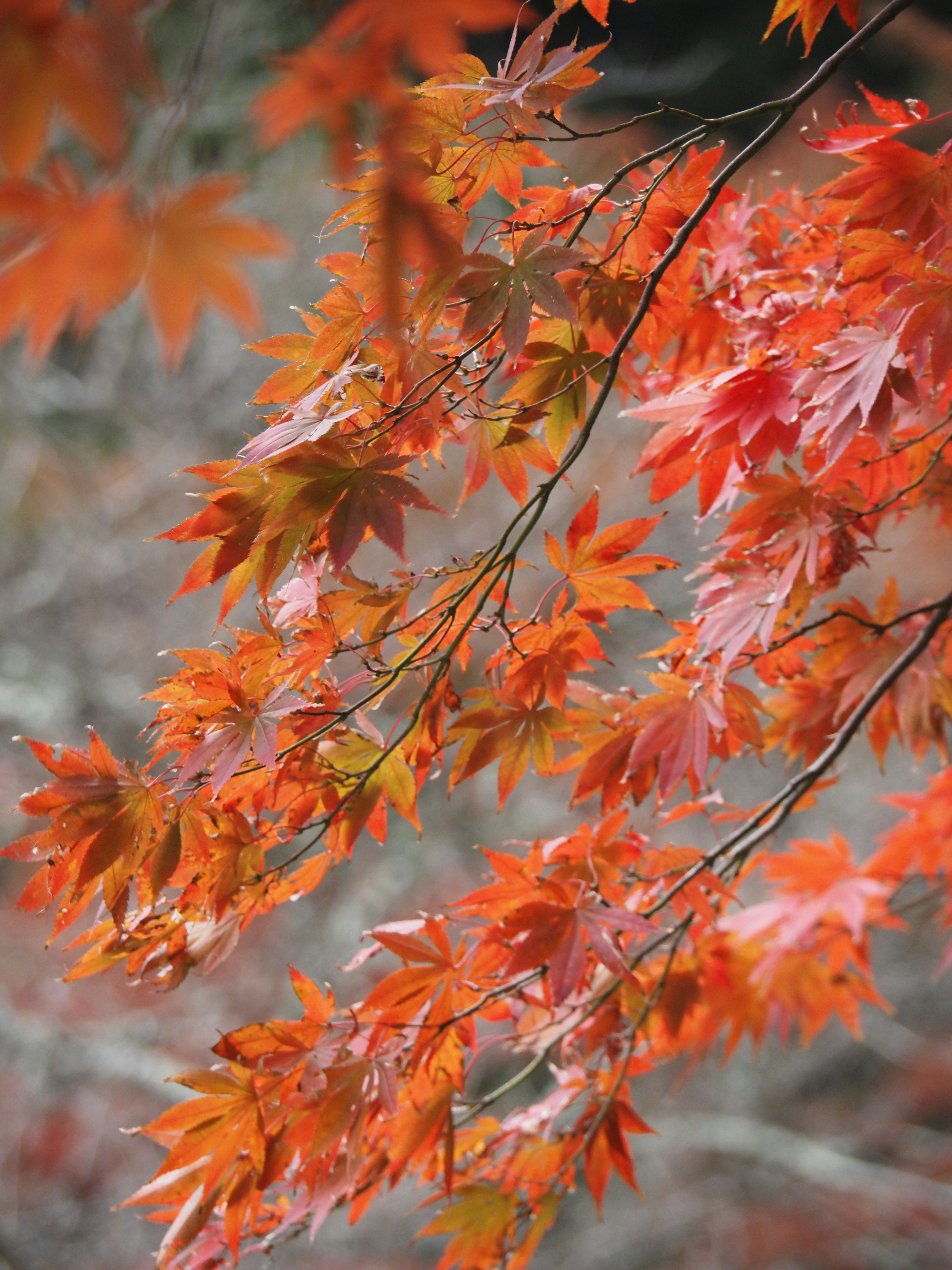 Rami di un acero con foglie rosse vivaci paesaggio autunnale