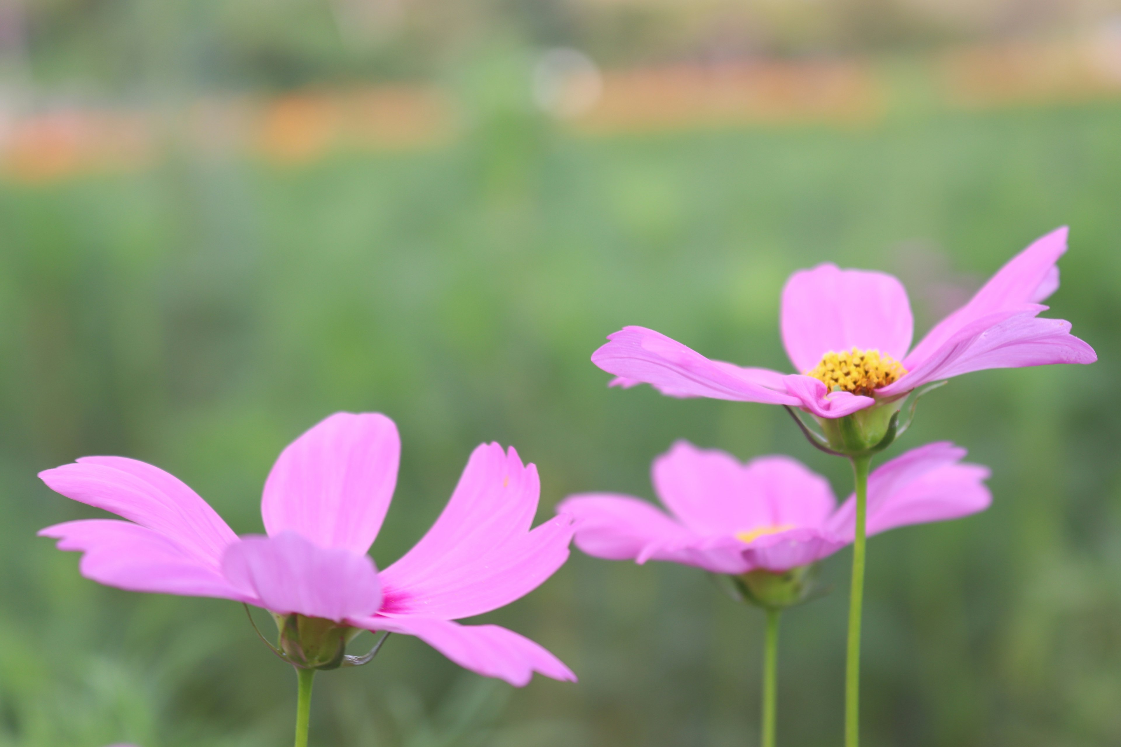 Drei rosa Kosmosblüten vor grünem Hintergrund