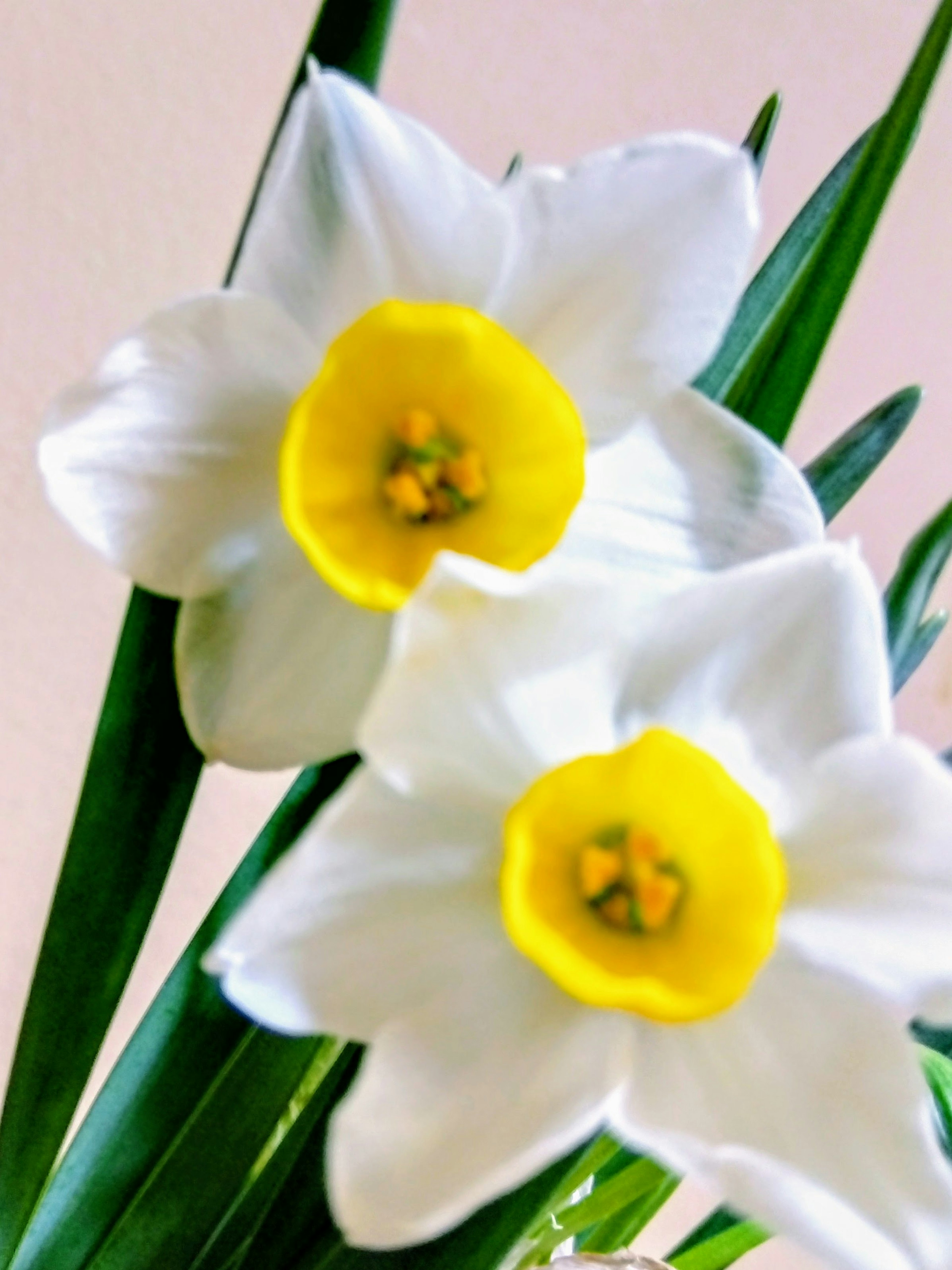 Flores de narcisos blancos con centros amarillos