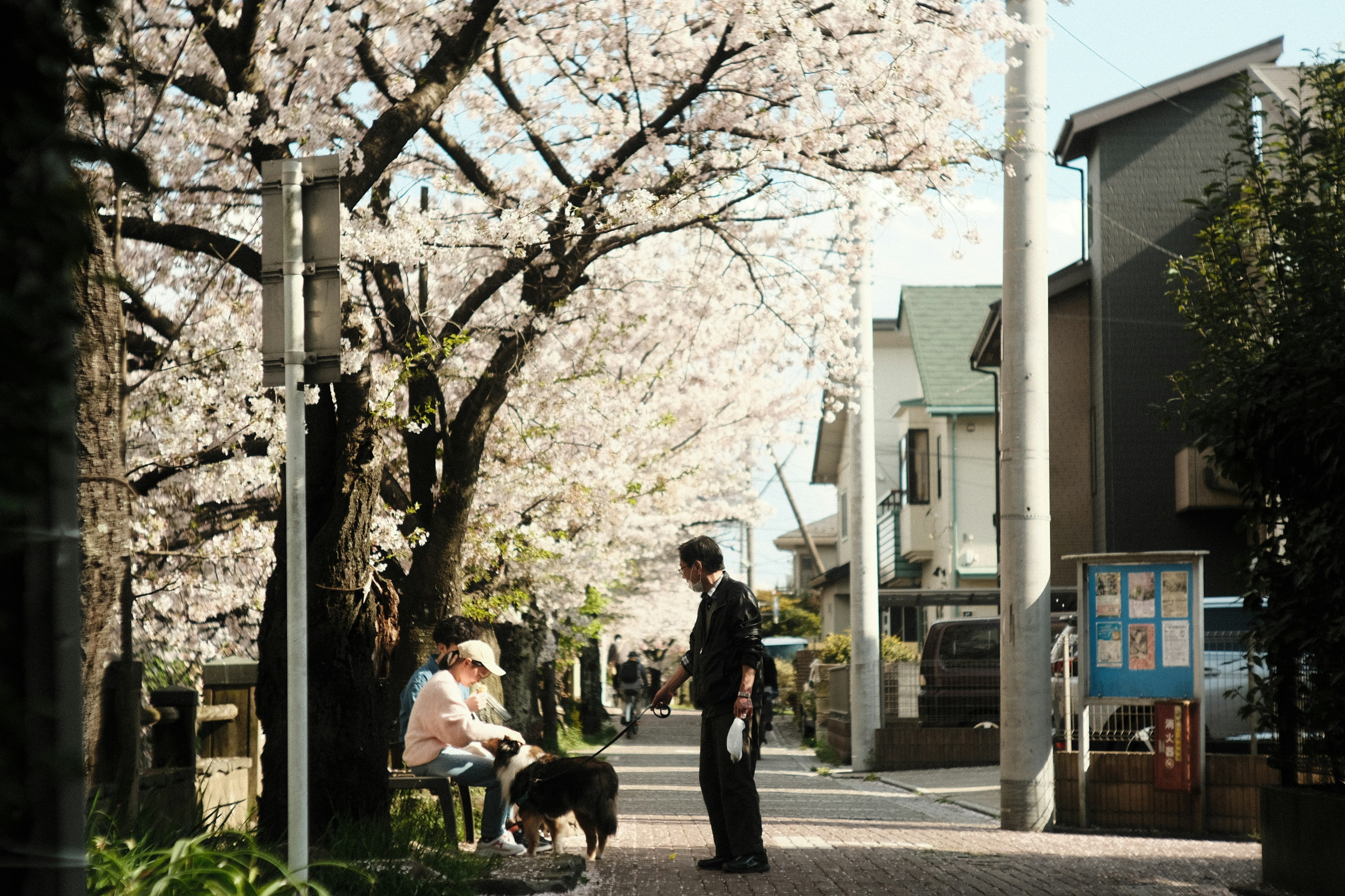 Dua orang yang berbicara di jalan yang dipenuhi pohon sakura dan seekor anjing