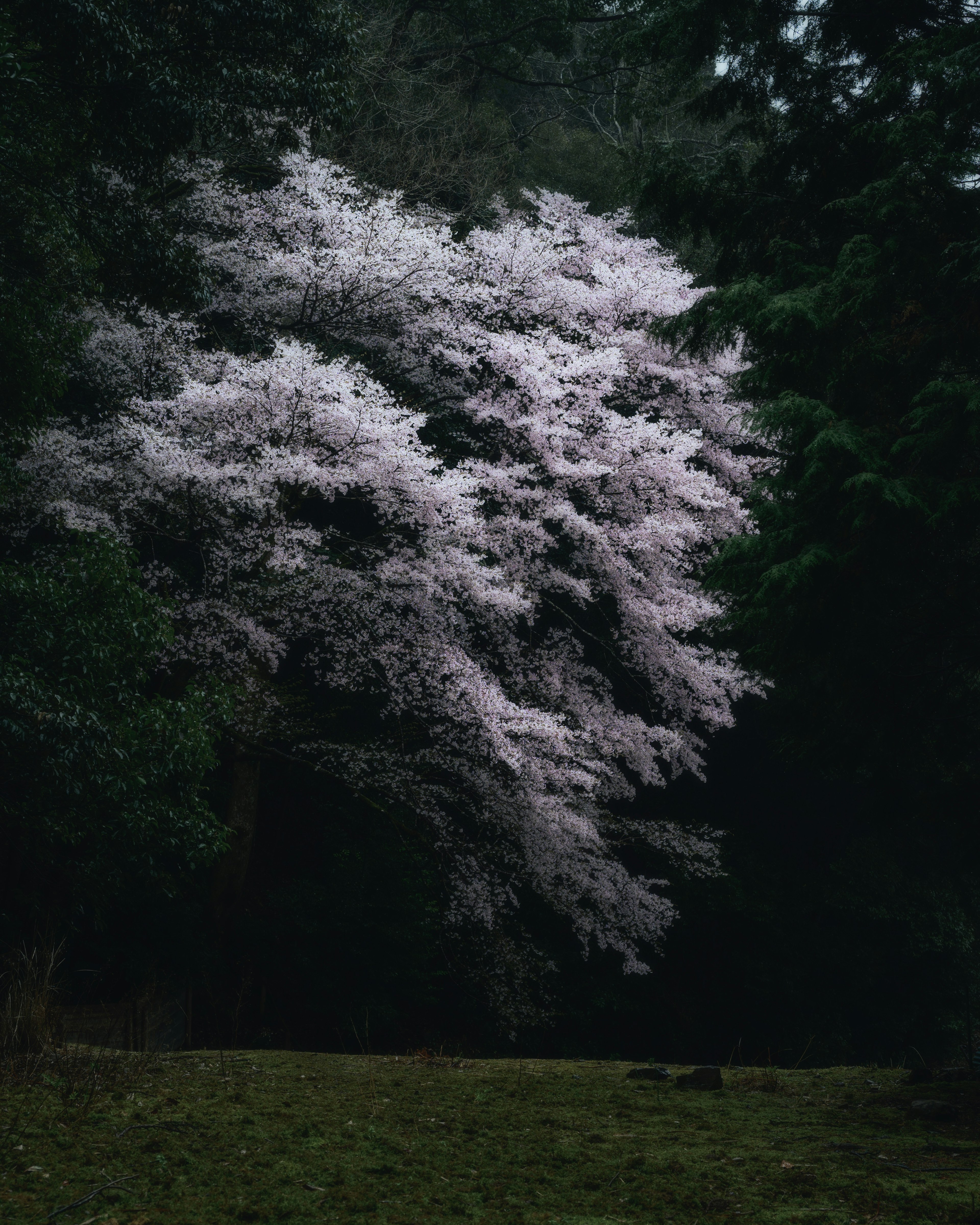 薄いピンクの花が咲く桜の木が暗い森の中に立っている