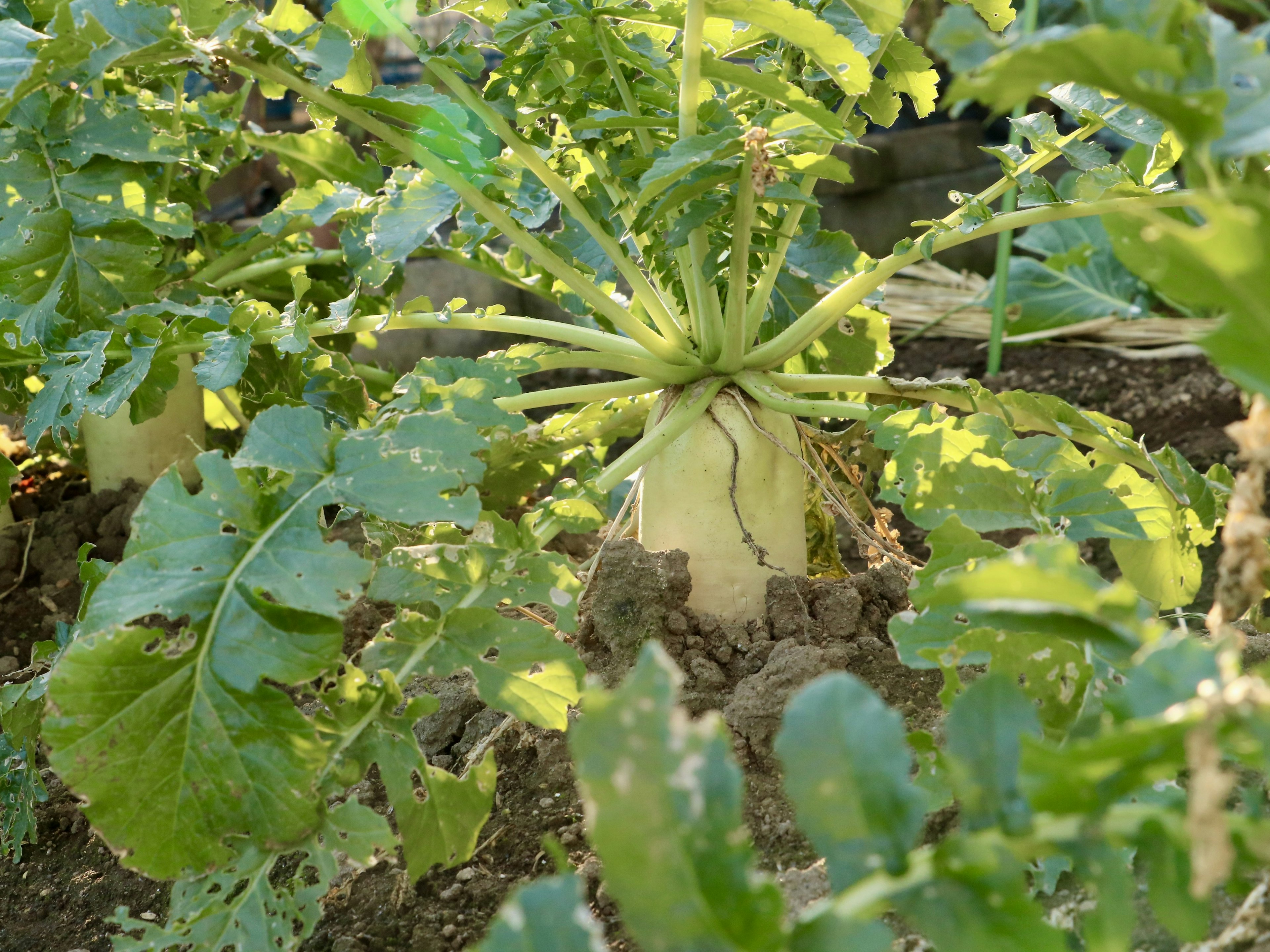 Une grande racine de daikon visible parmi des feuilles vertes