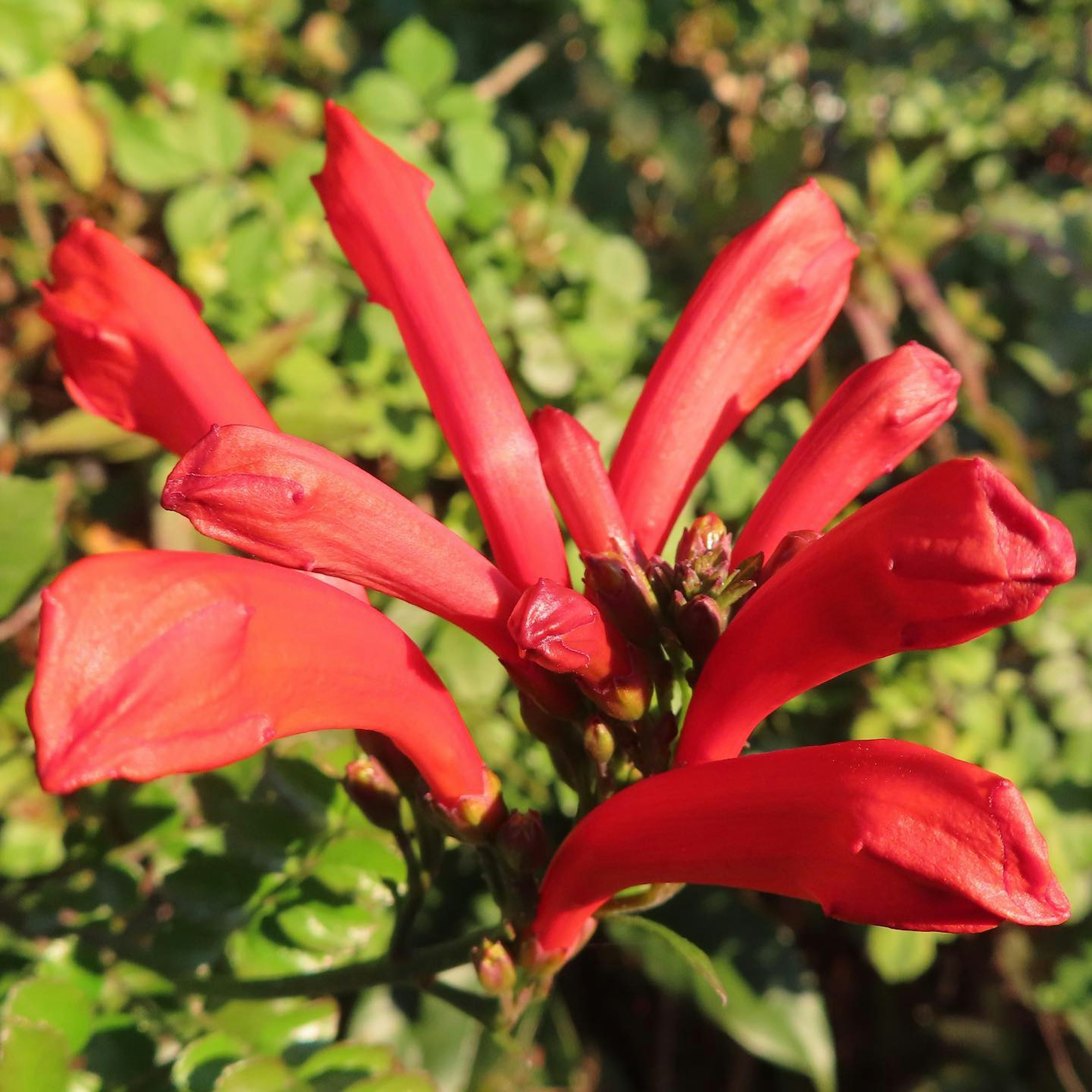 Red flowers blooming among green leaves