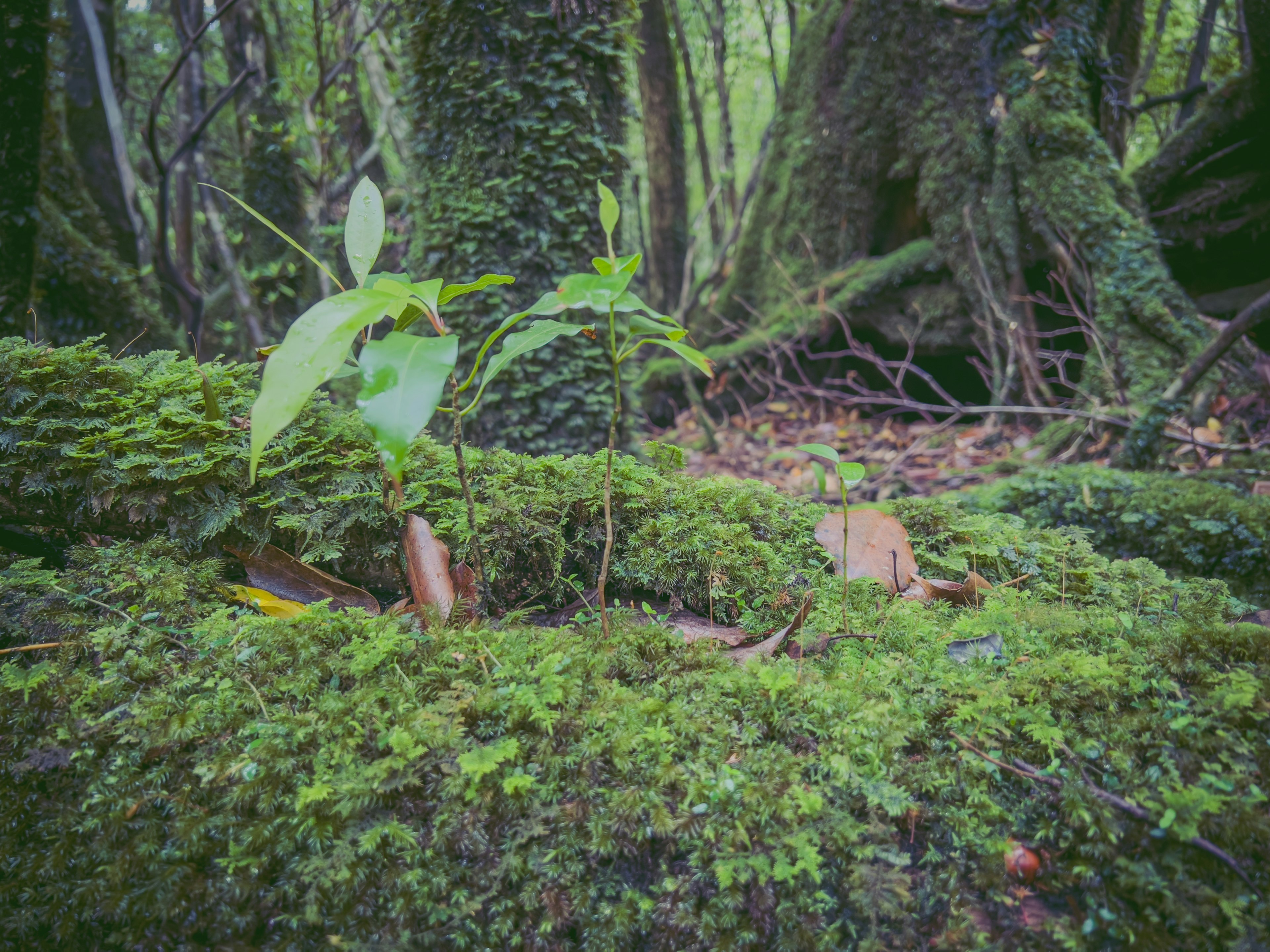 Forest scene with green moss-covered log and young plant sprouting