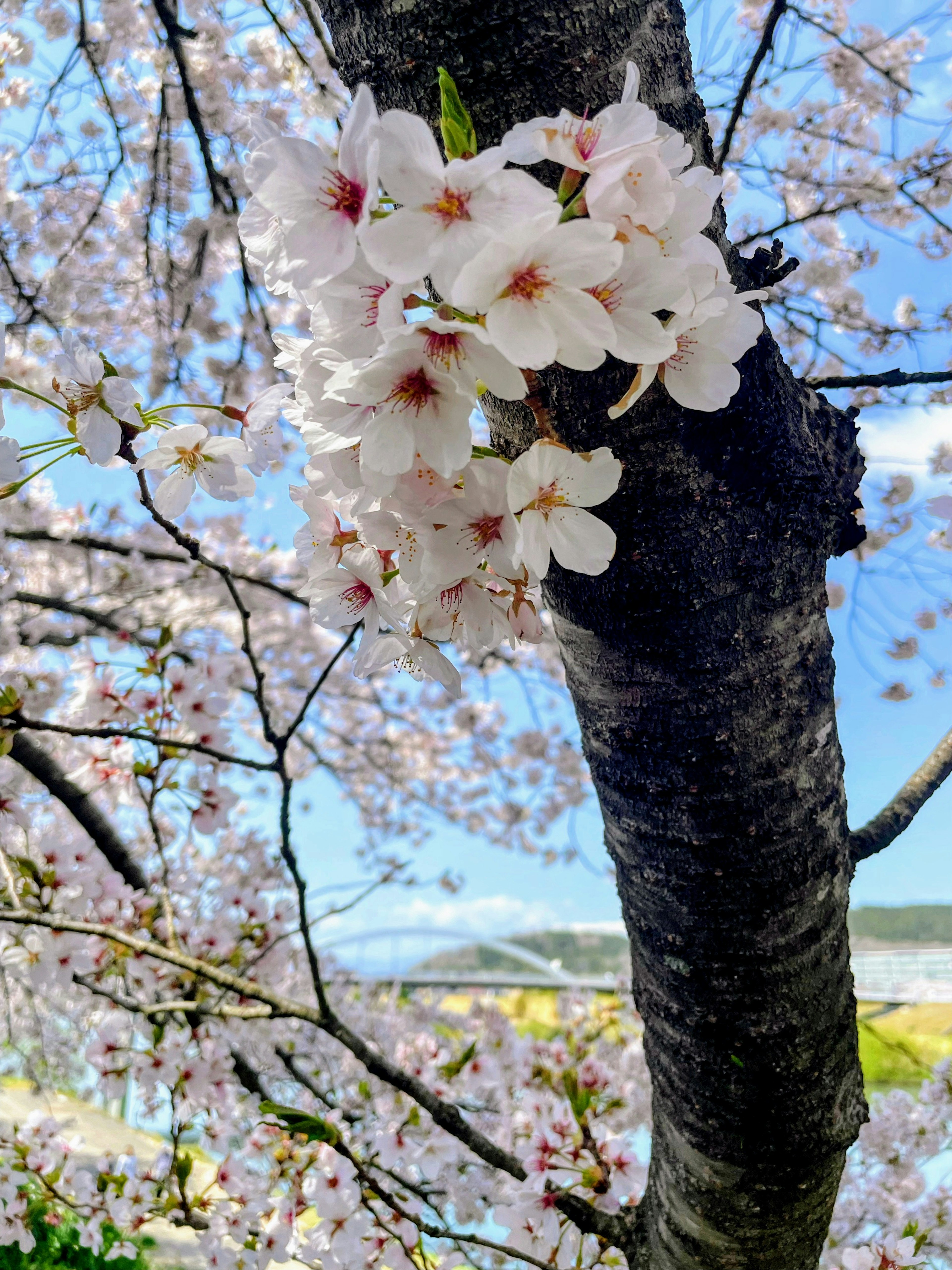 Flores de cerezo en un tronco de árbol con un fondo de cielo azul