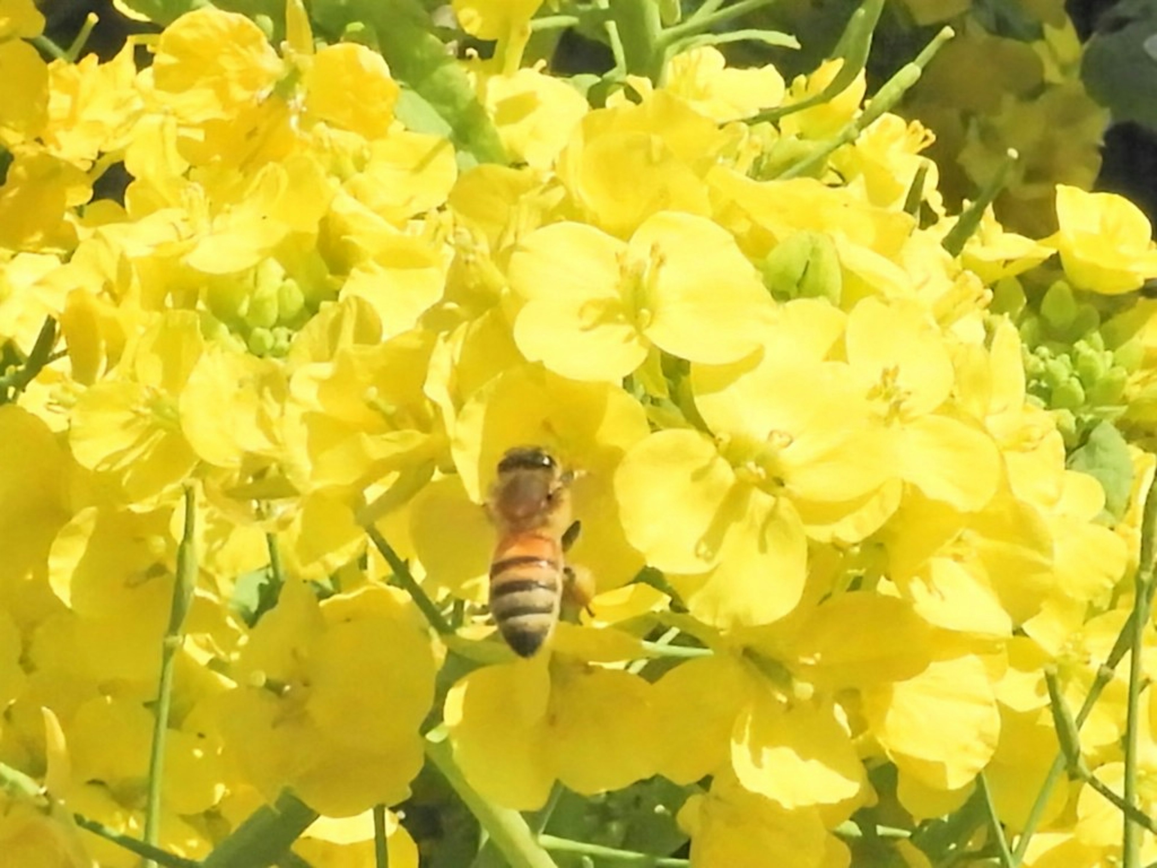 Abeja recolectando néctar de flores amarillas brillantes