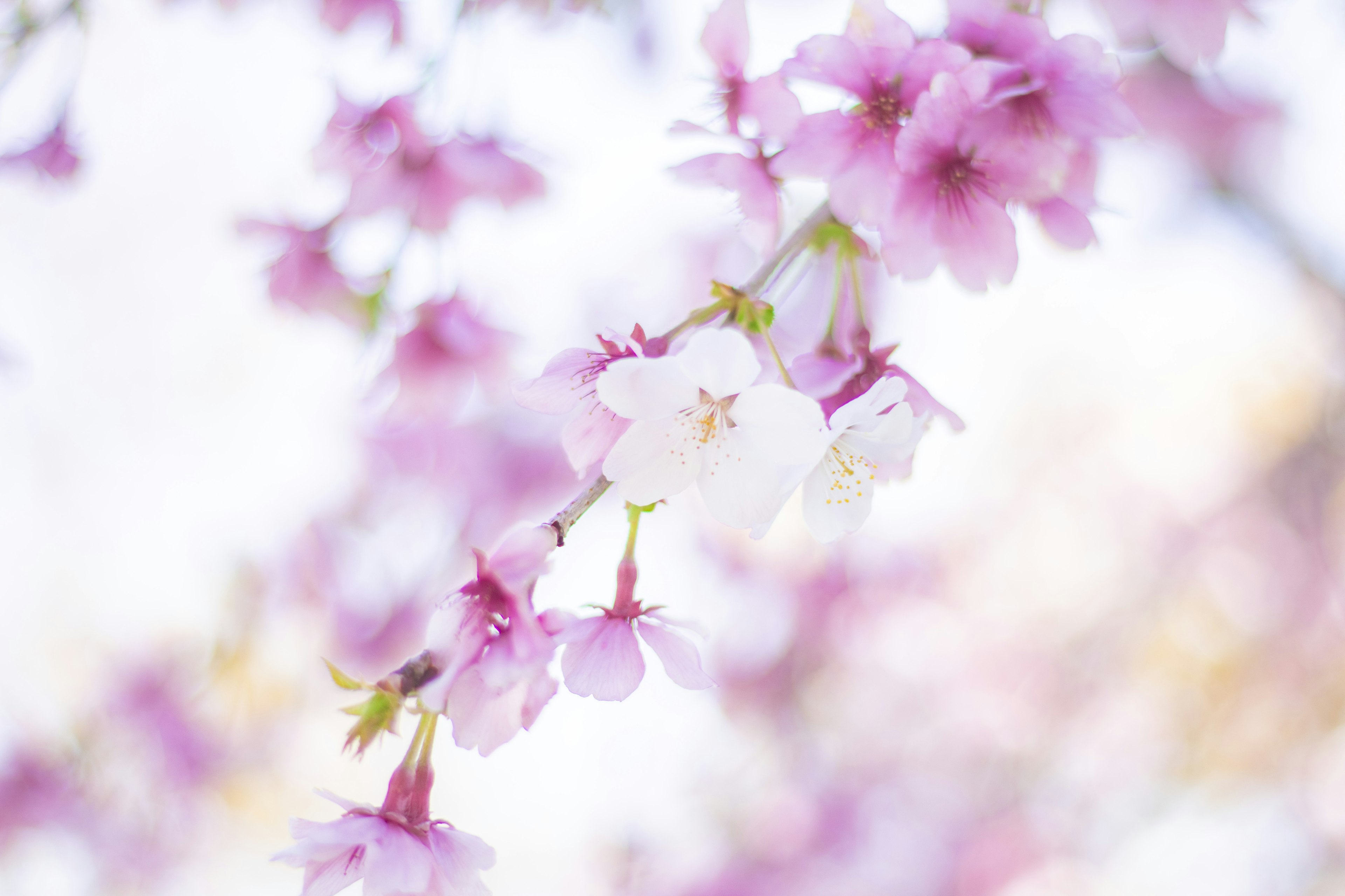 Zarte rosa und weiße Kirschblüten, die vor einem sanften Hintergrund blühen