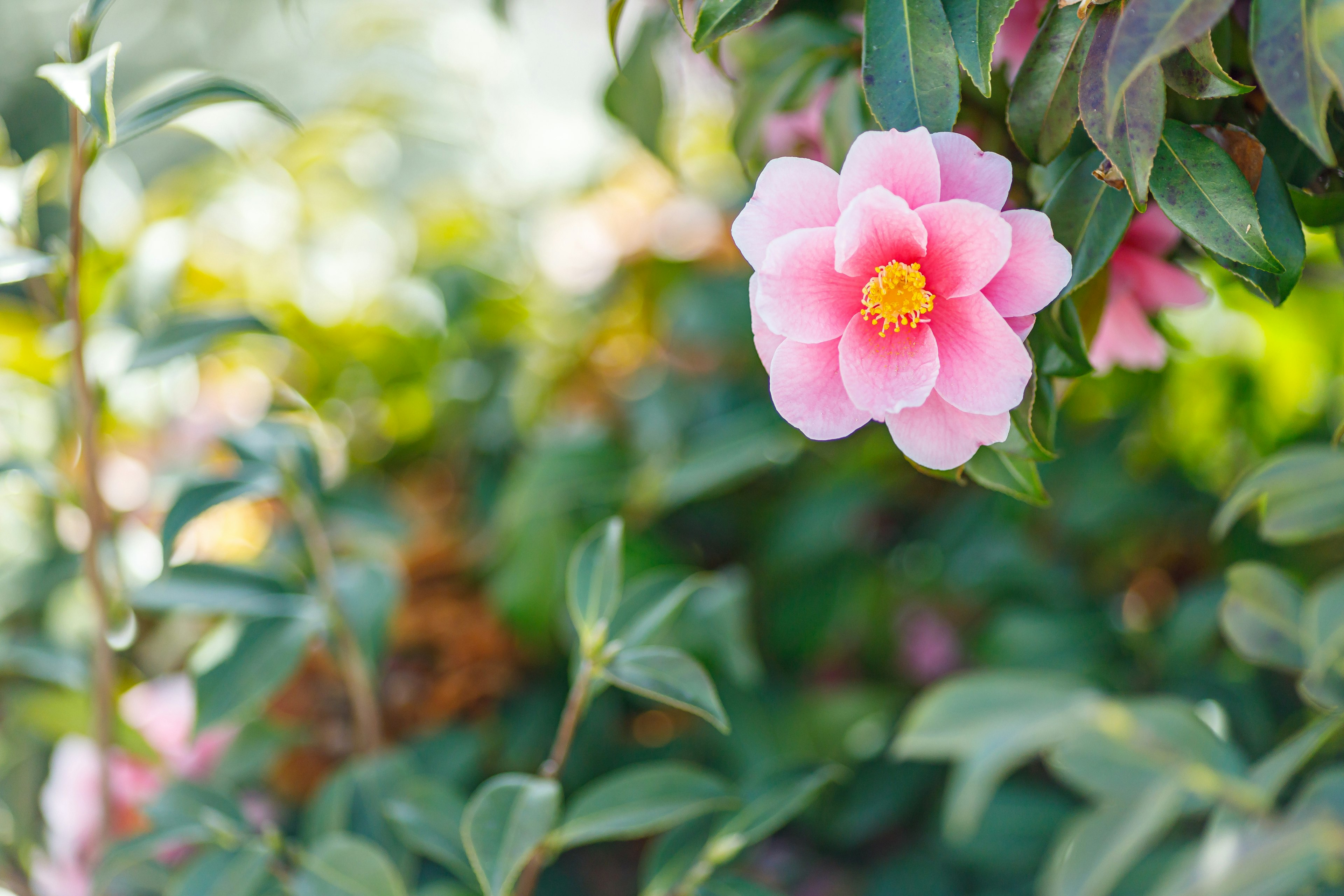 美しいピンクのカメリアの花が緑の葉に囲まれて咲いている