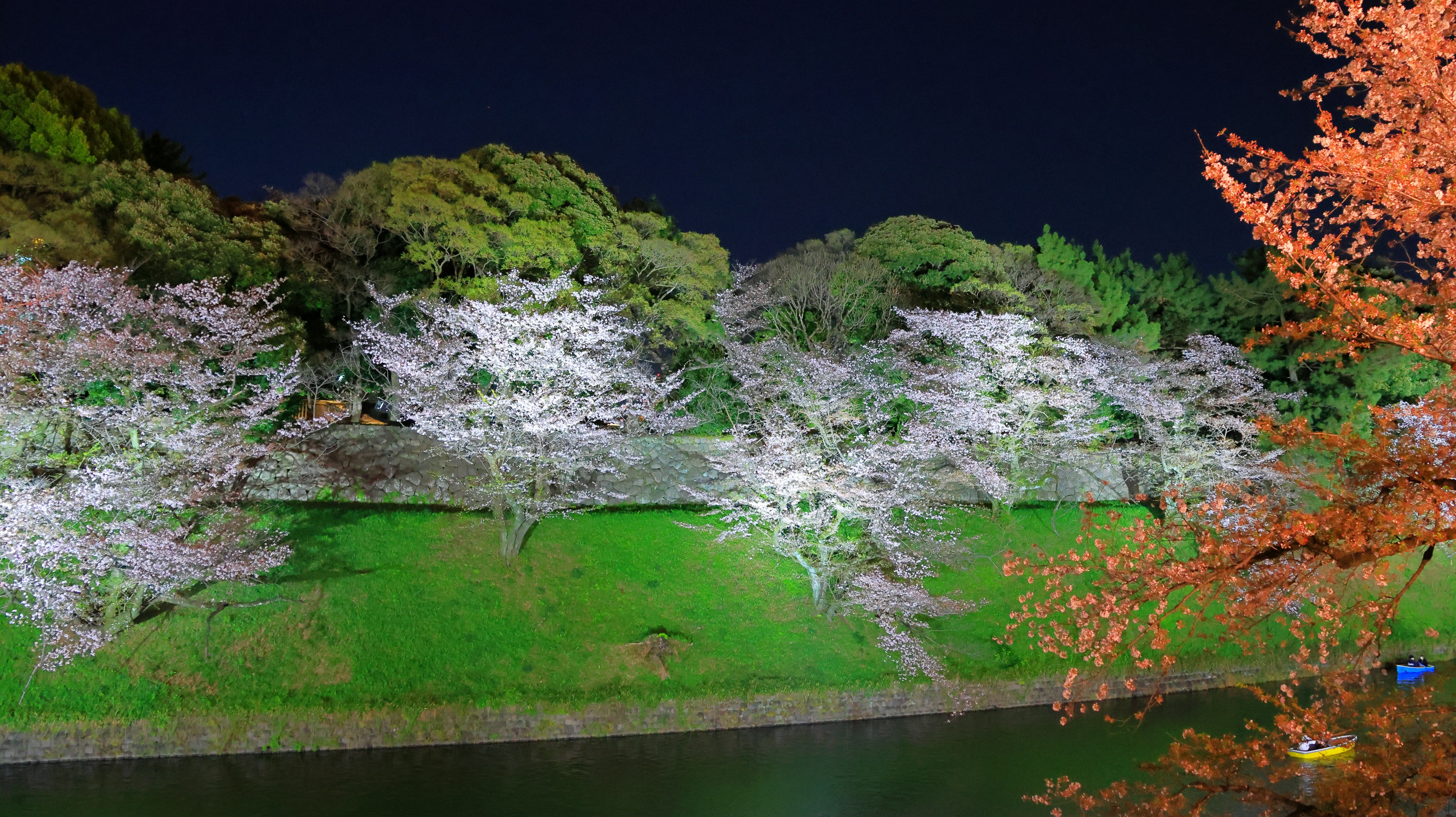 夜间樱花沿河景色，绿草和秋季树叶