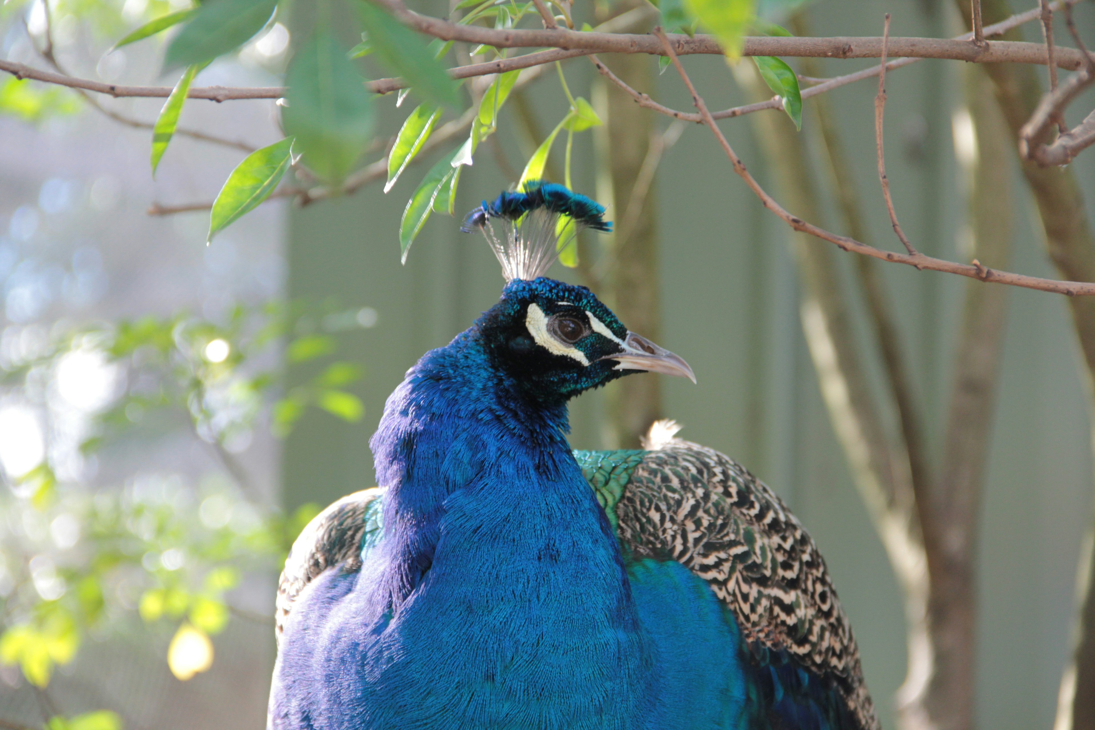 A beautiful blue peacock stands among the trees