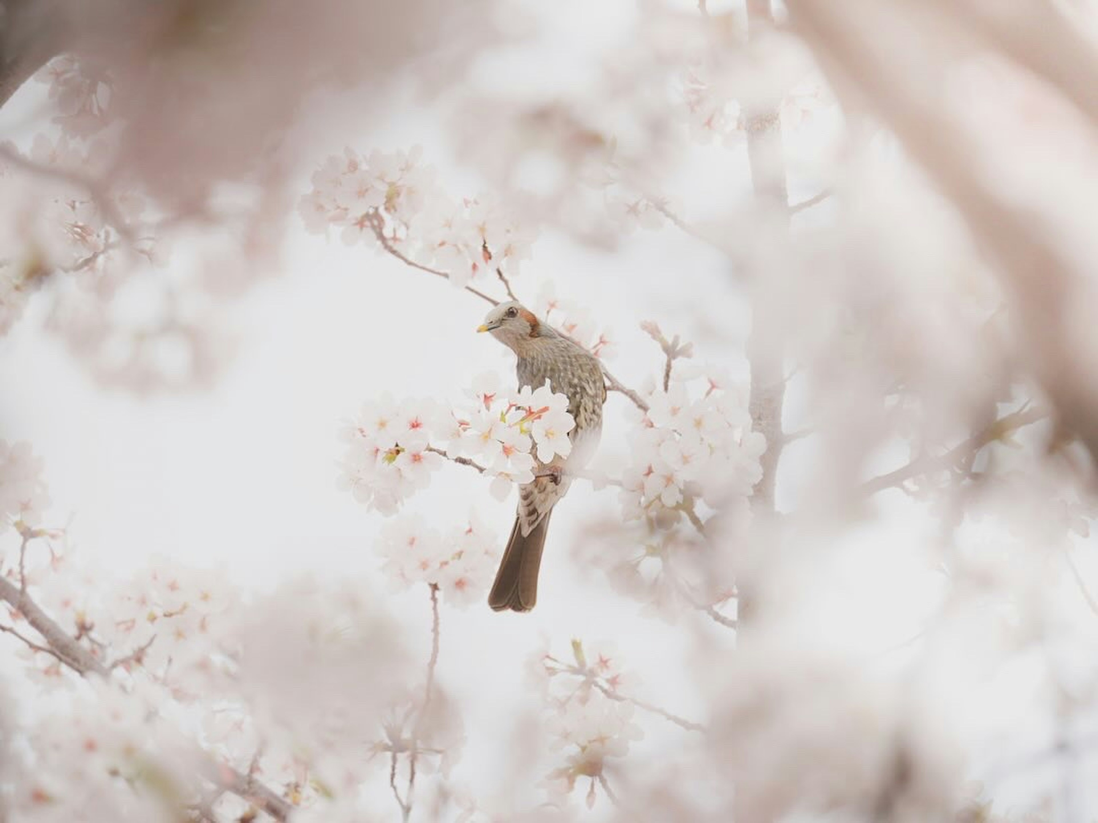 桜の花の中にいる小鳥の柔らかい雰囲気の写真