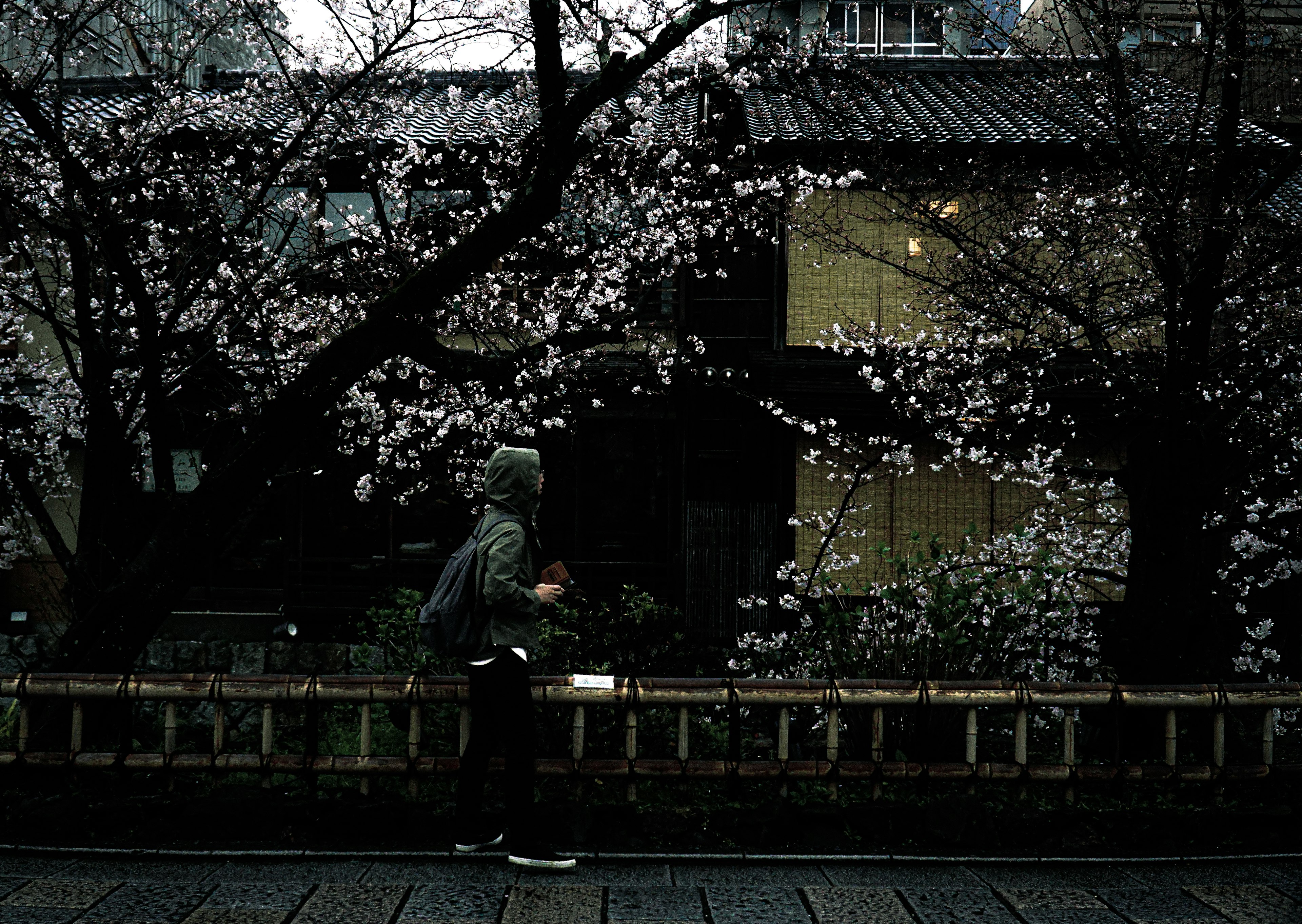 A person walking under cherry blossom trees with a dimly lit Japanese street in the background