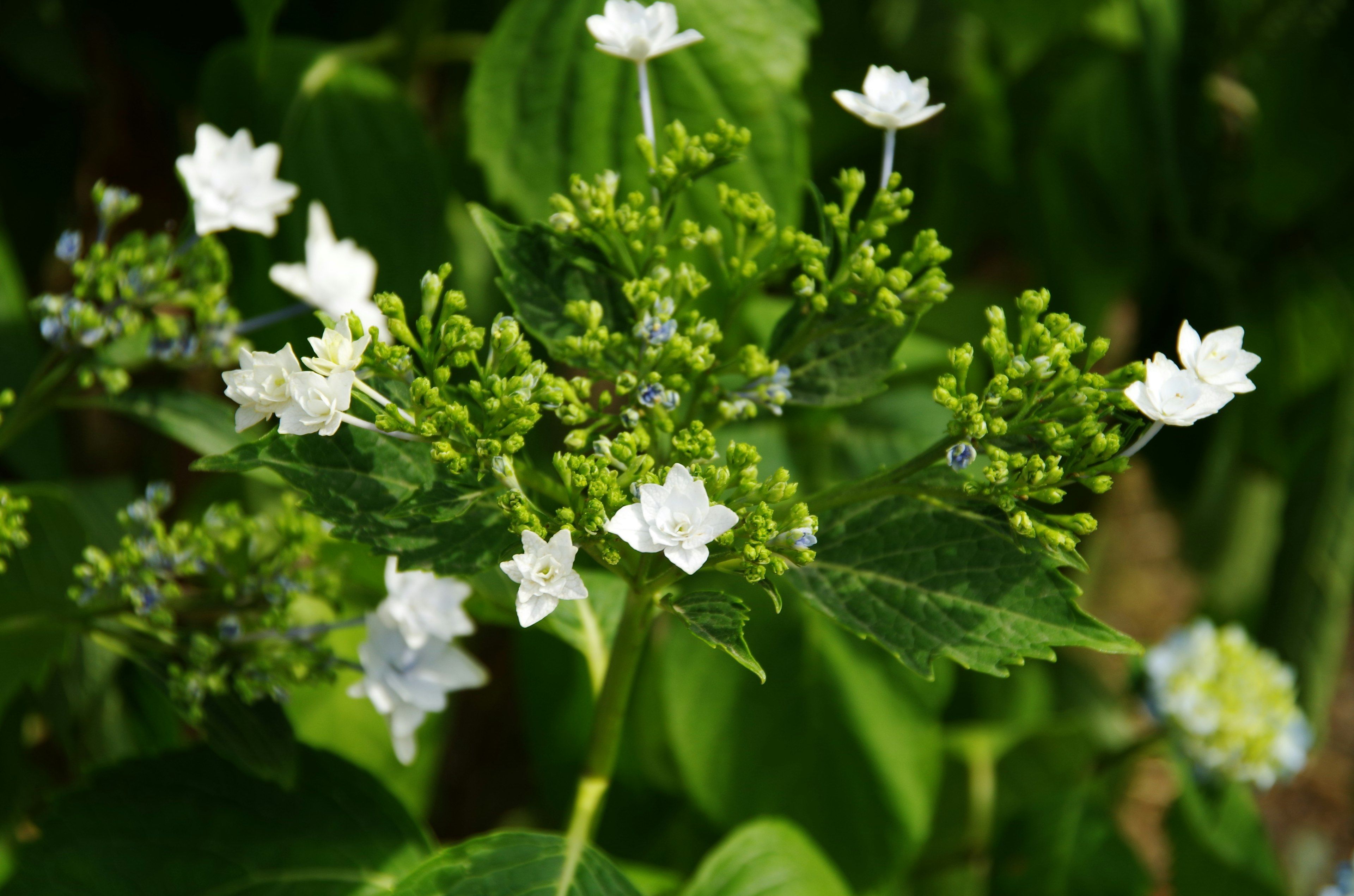 Primo piano di una pianta con fiori bianchi e foglie verdi