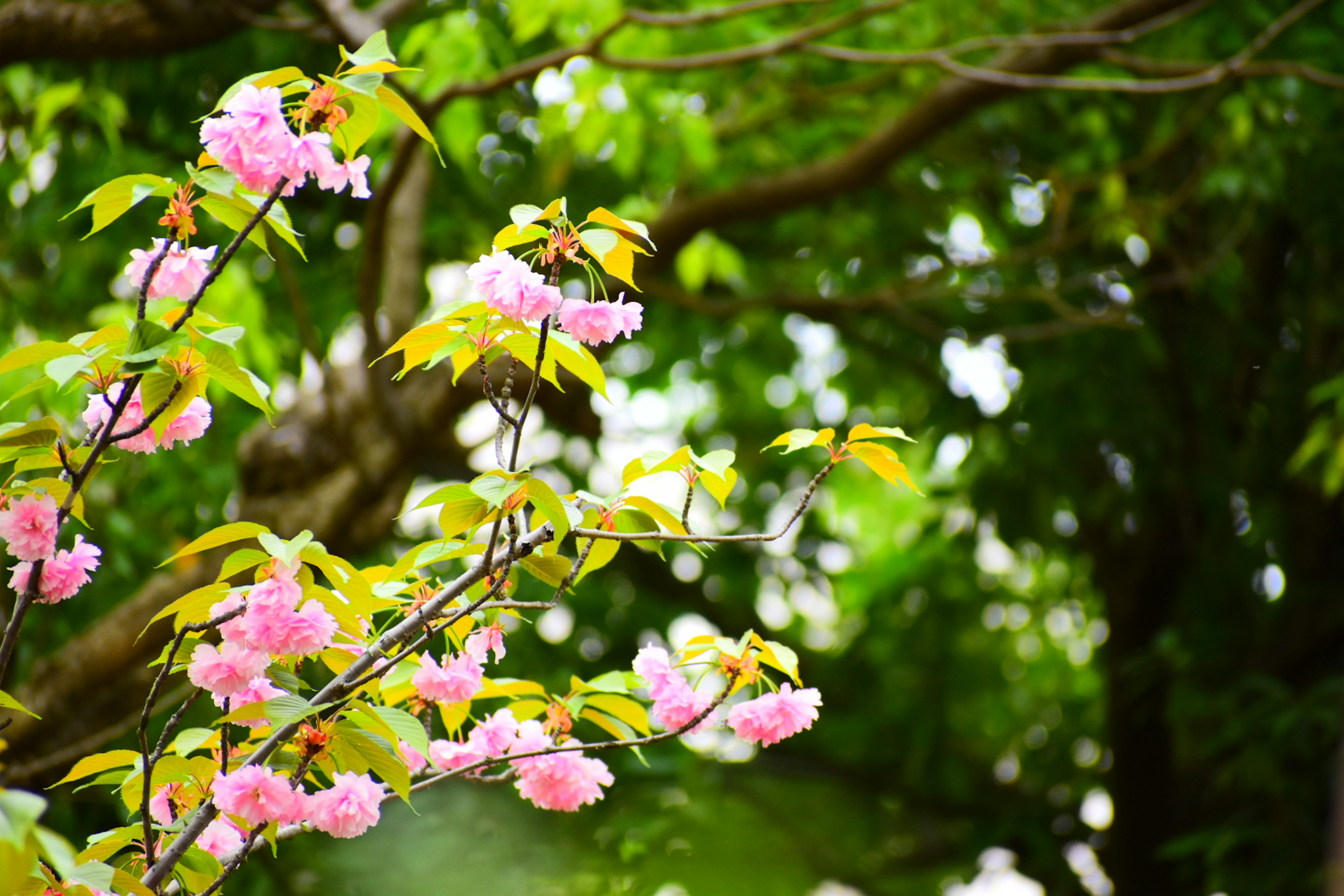 緑の背景に咲く薄ピンクの花の枝