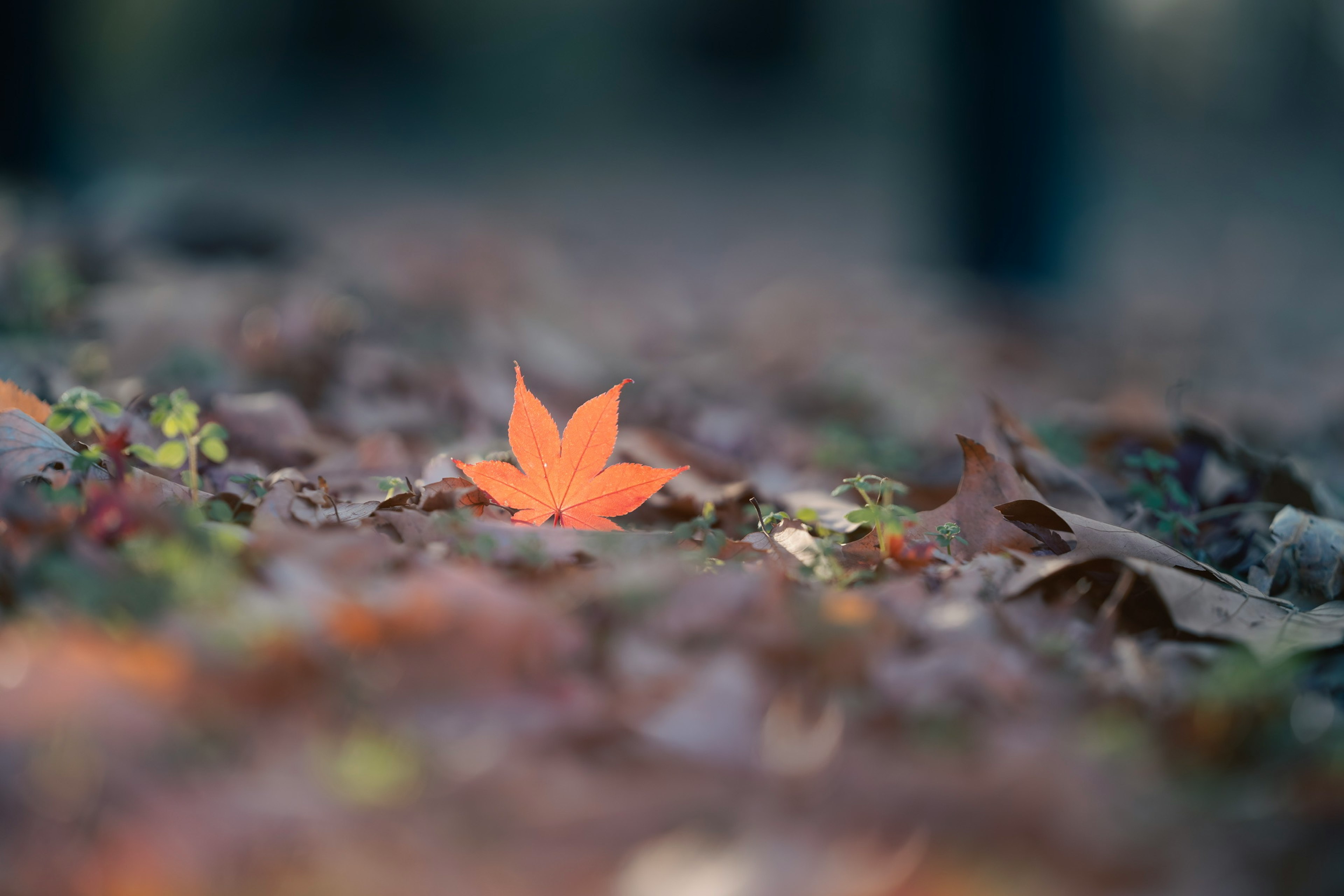 A vibrant orange leaf stands out among fallen leaves on the ground