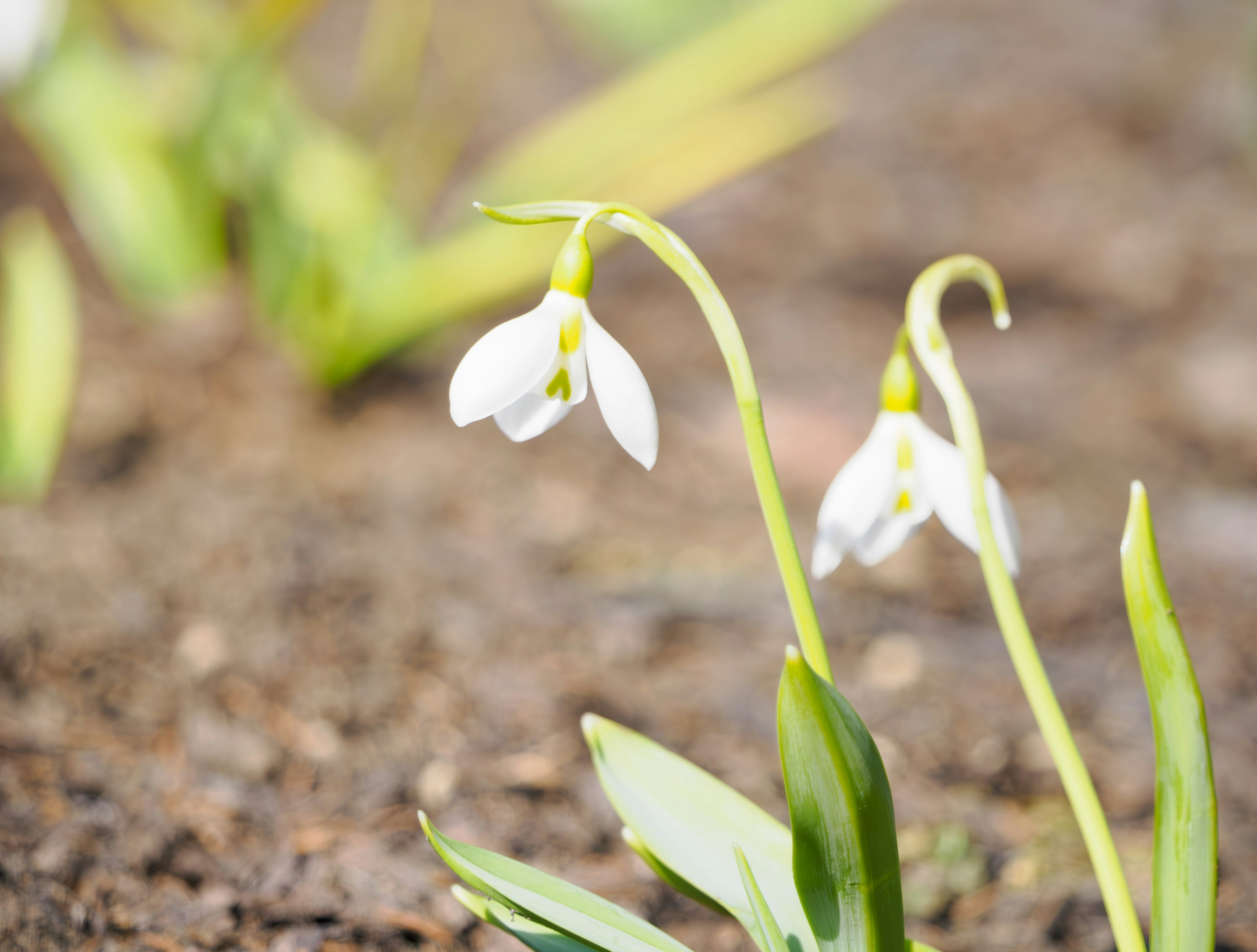 Dua bunga snowdrop putih mekar di tanah