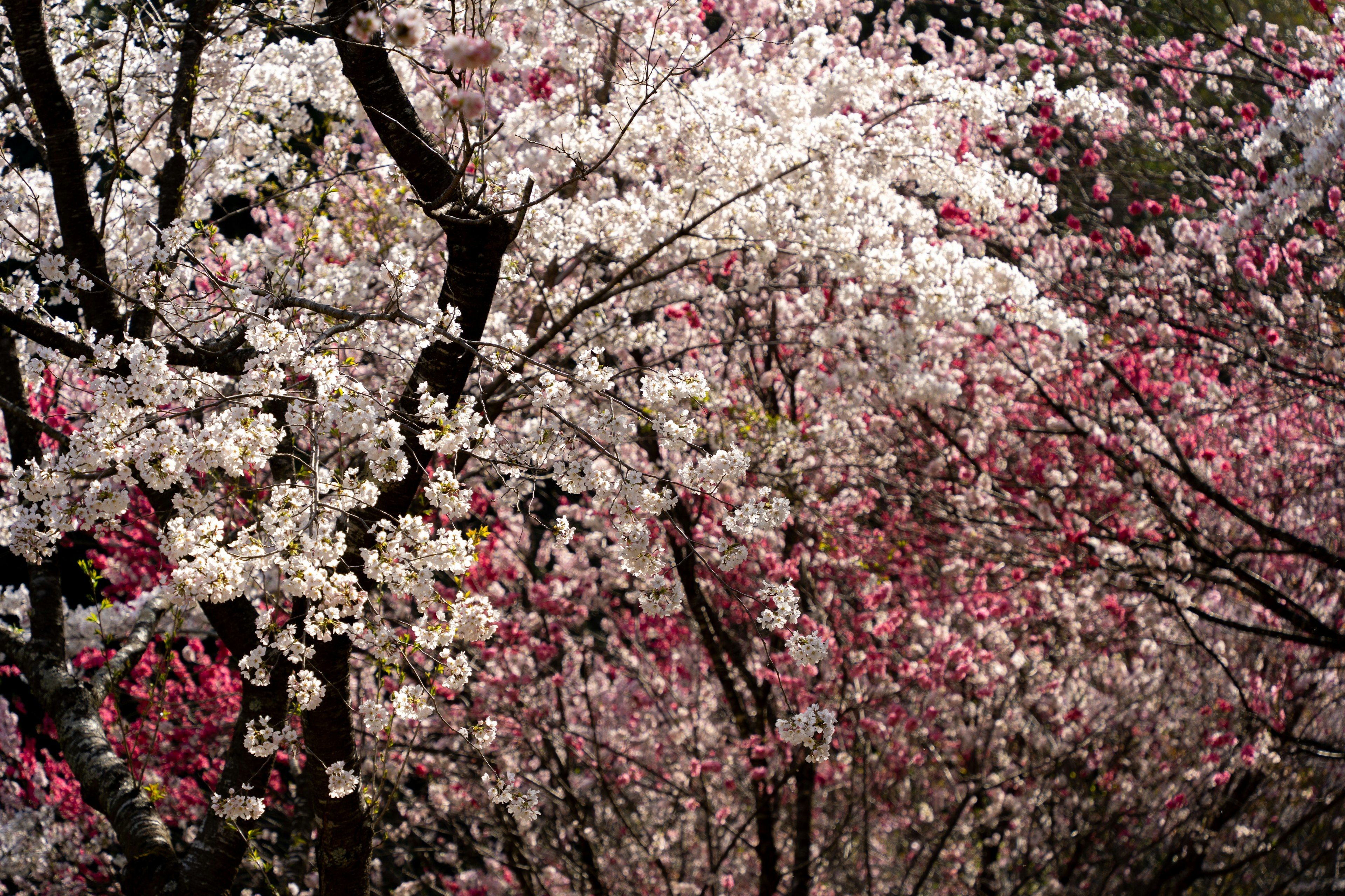 桜の花が満開の風景 色合いは白とピンクが混ざり合っている