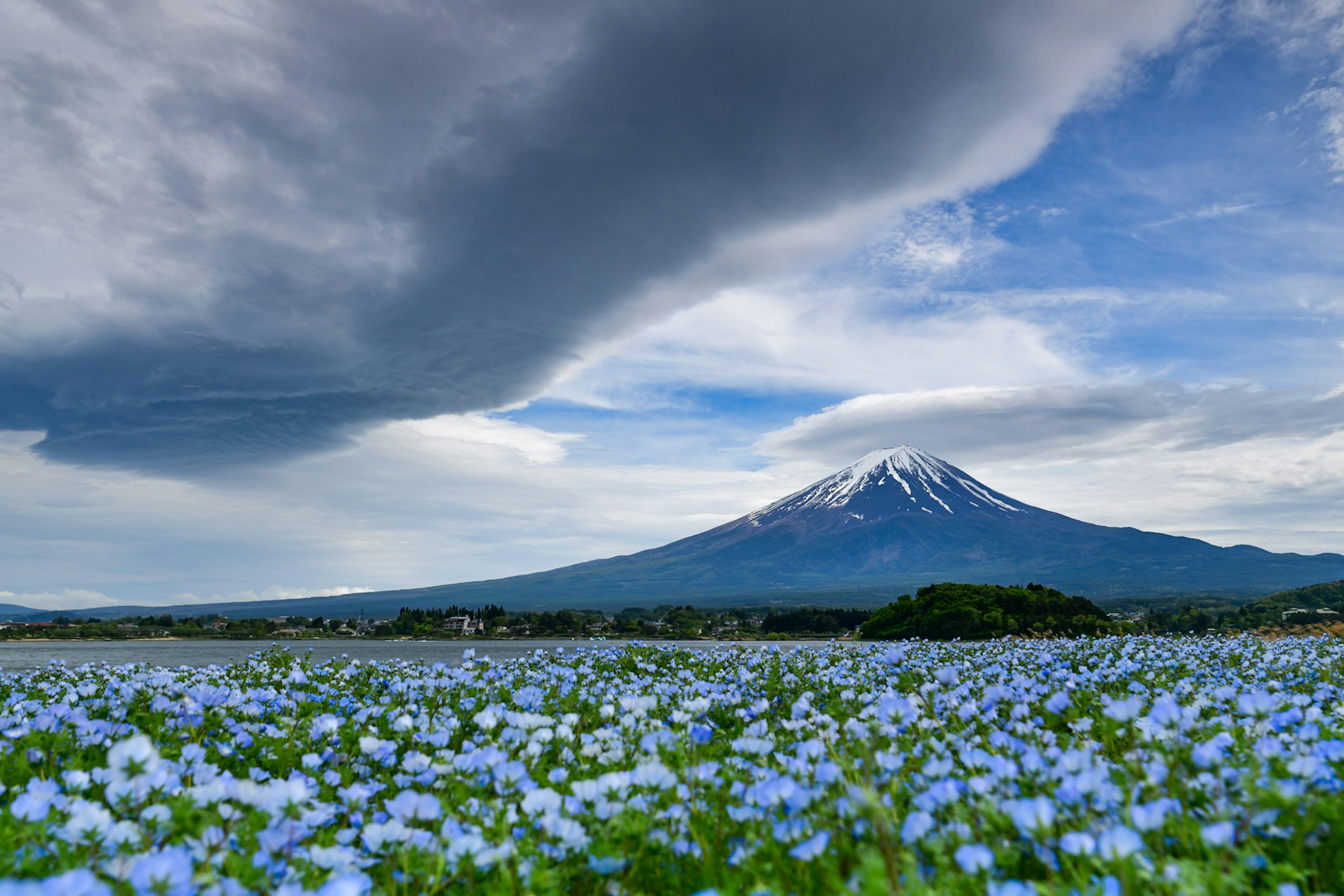 Feld mit blauen Blumen im Vordergrund und dem Berg Fuji im Hintergrund mit dramatischen Wolken