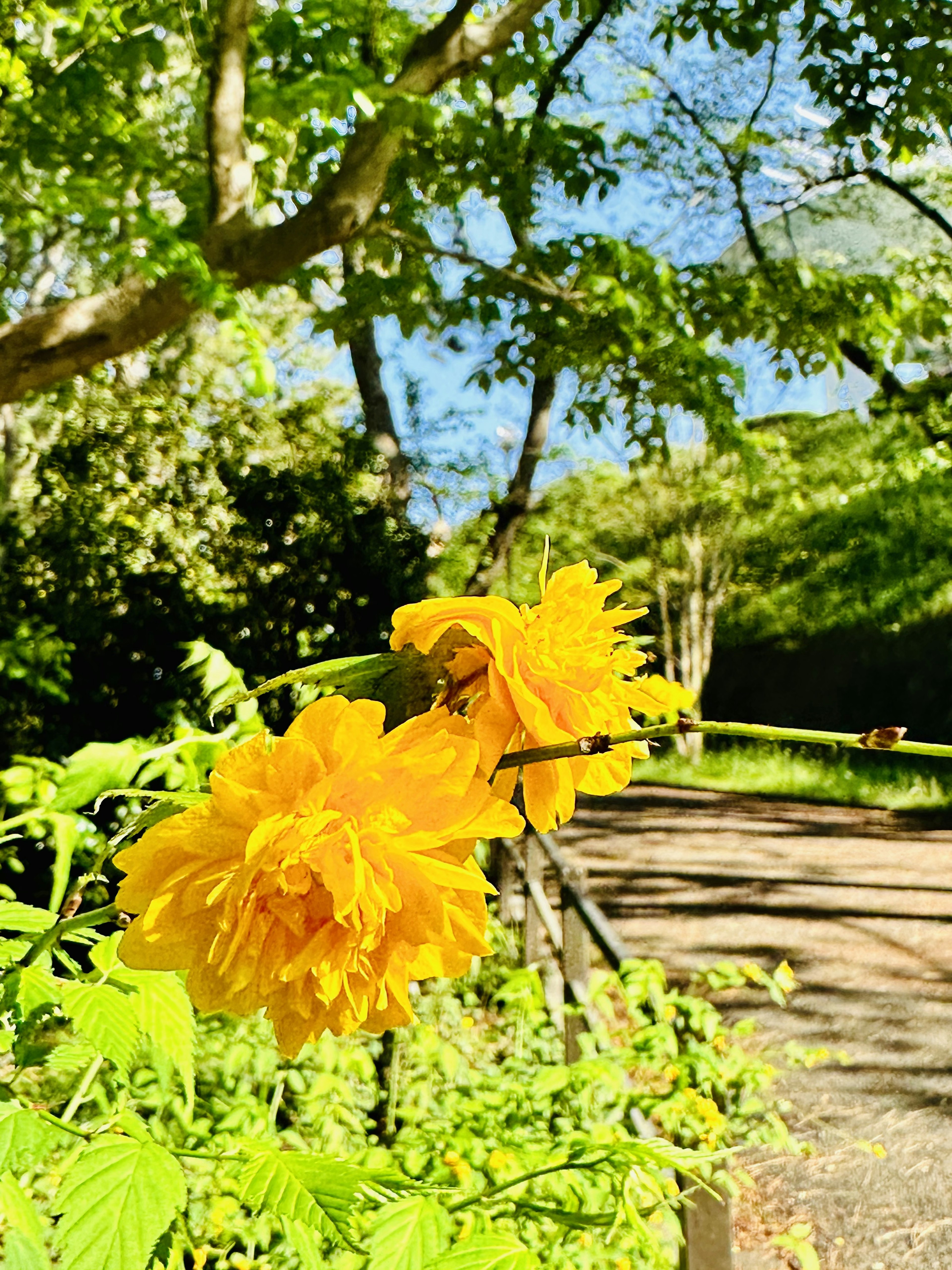 黄色の花が咲いている緑の背景の美しい風景